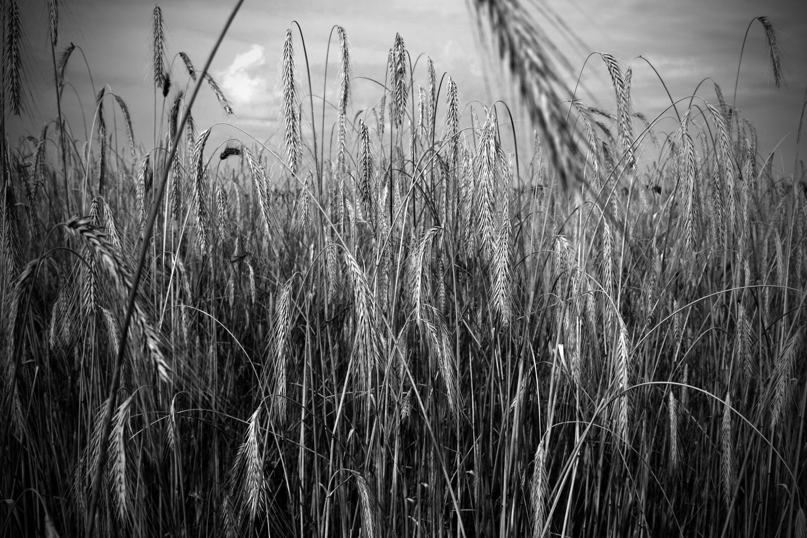 Canon EOS 700D (EOS Rebel T5i / EOS Kiss X7i) + Canon EF 24-105mm F4L IS USM sample photo. Wheat, wheat field, grain photography