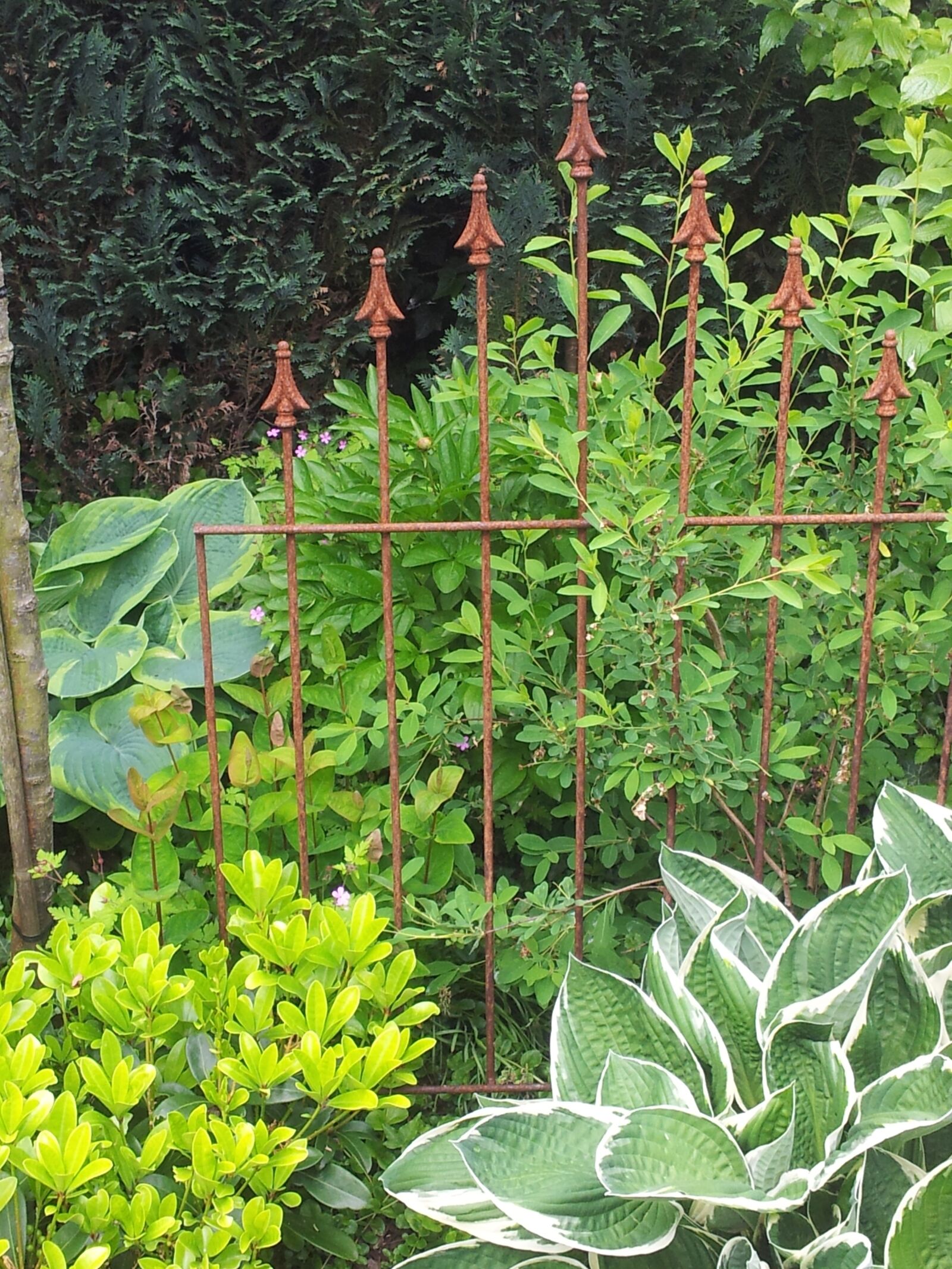 Samsung Galaxy S2 sample photo. Garden, art, plant photography