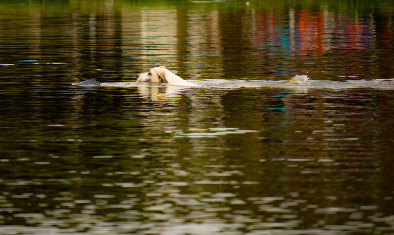 Canon EF-S 55-250mm F4-5.6 IS II sample photo. Dog swimming photography