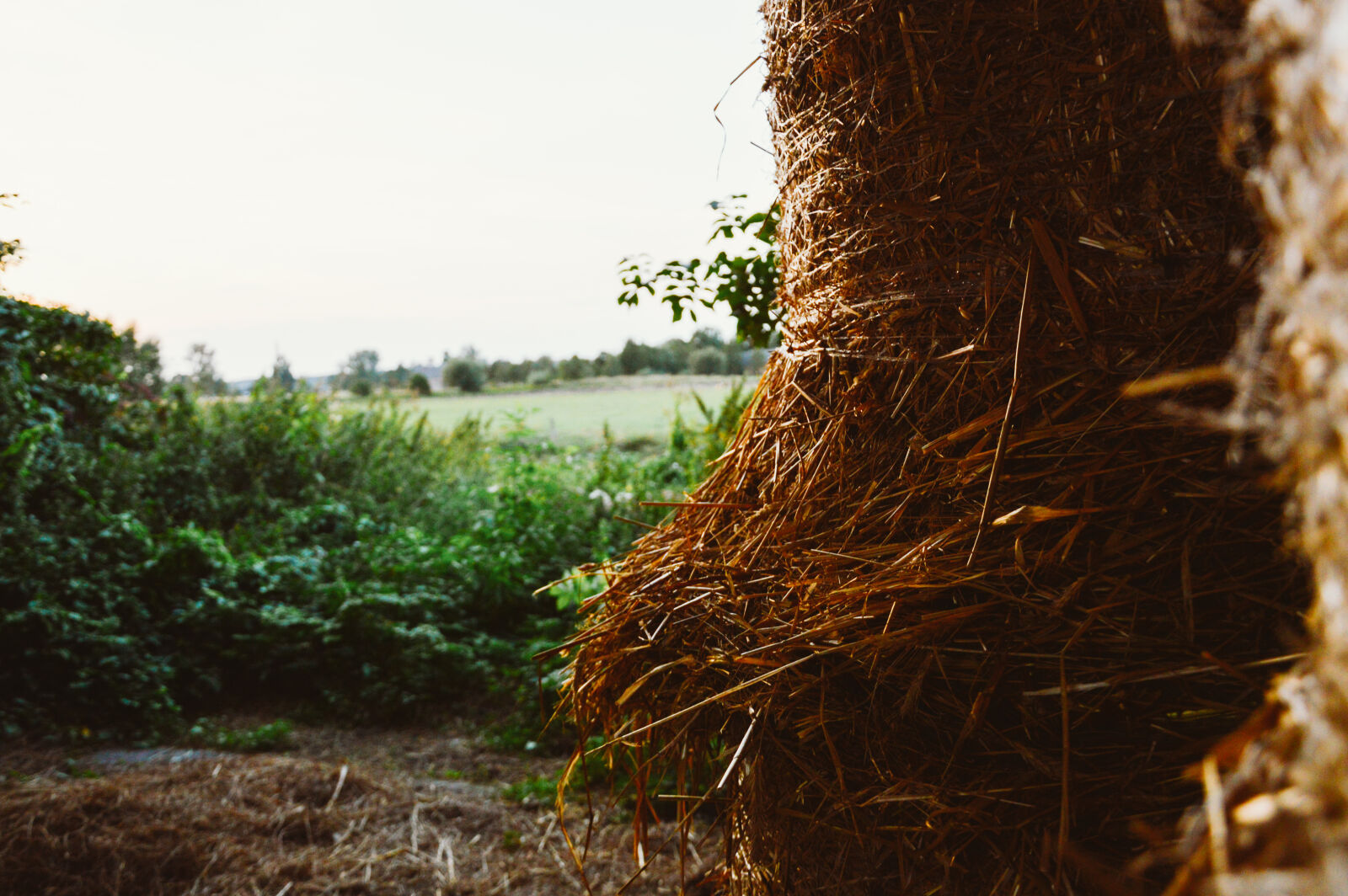 Nikon D3200 sample photo