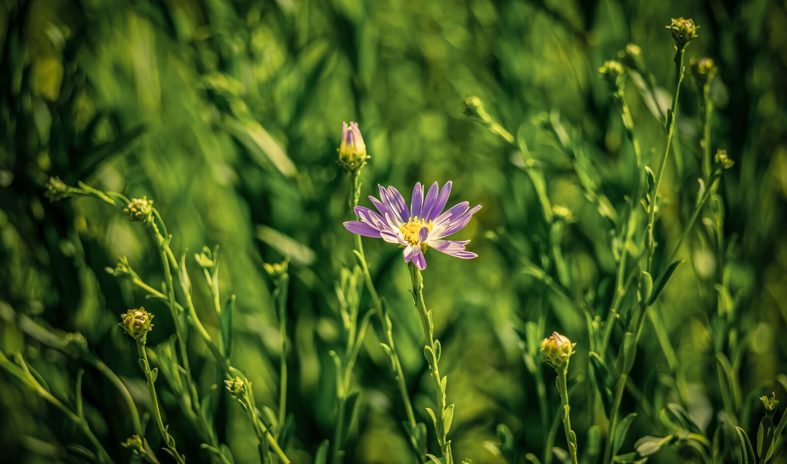 Sony a7 II + Sony E 55-210mm F4.5-6.3 OSS sample photo. Flower, blossom, bloom photography