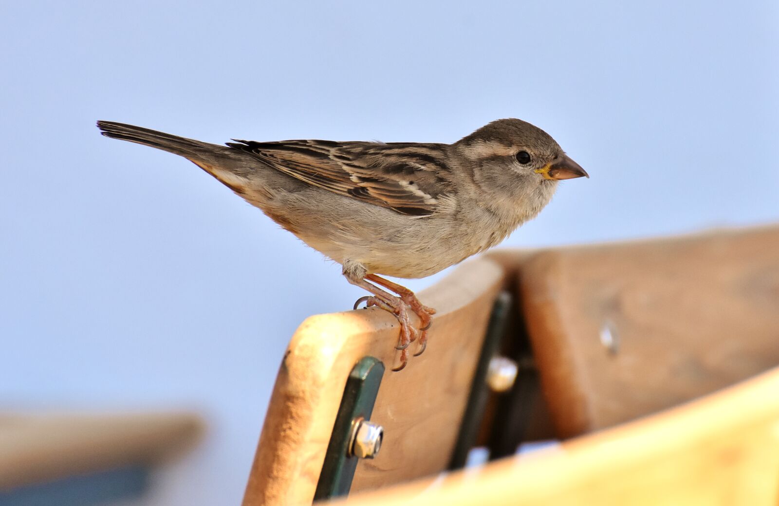 Nikon D7200 sample photo. Sparrow, bird, plumage photography