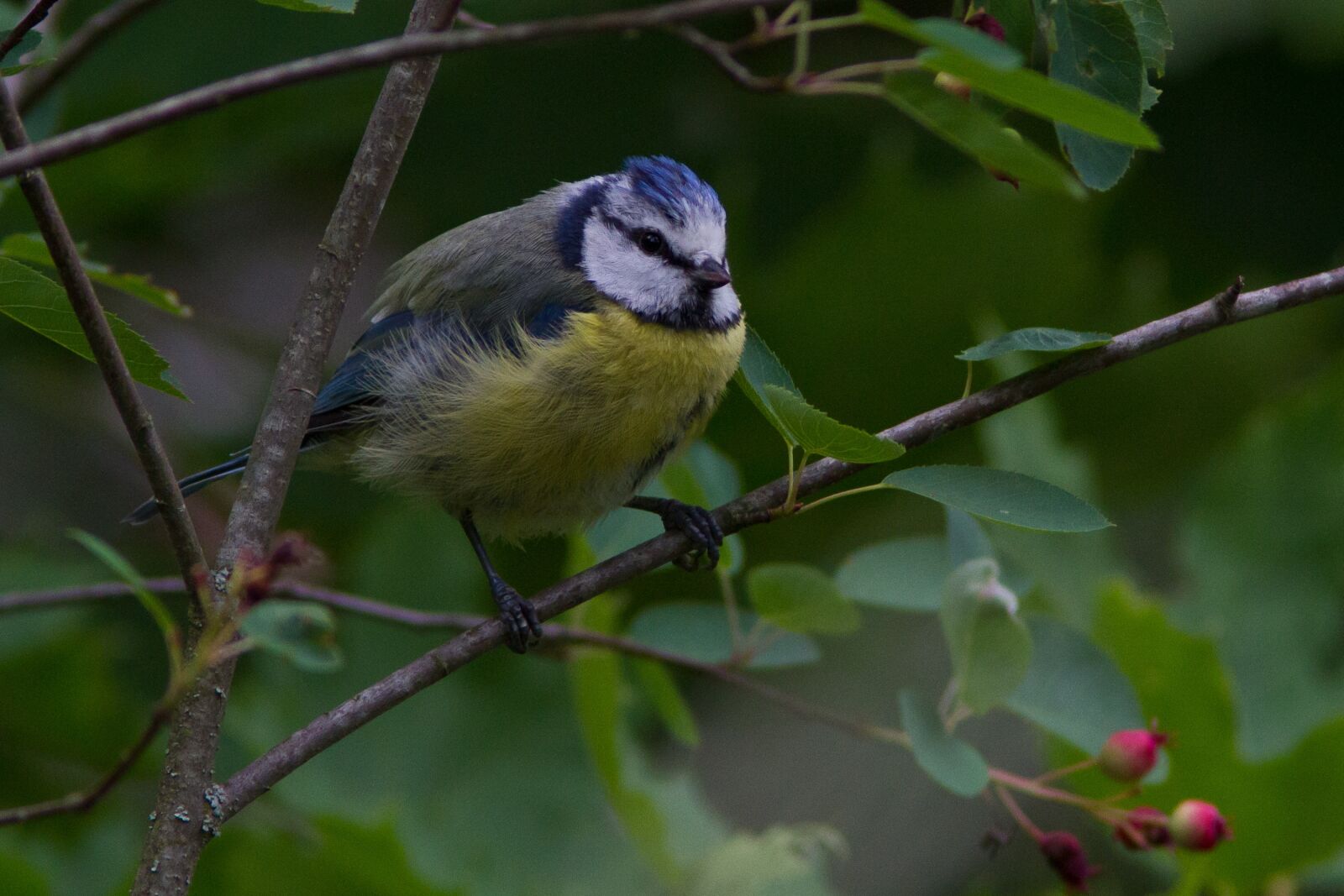 Canon EOS 7D sample photo. Blue tit, tree summer photography