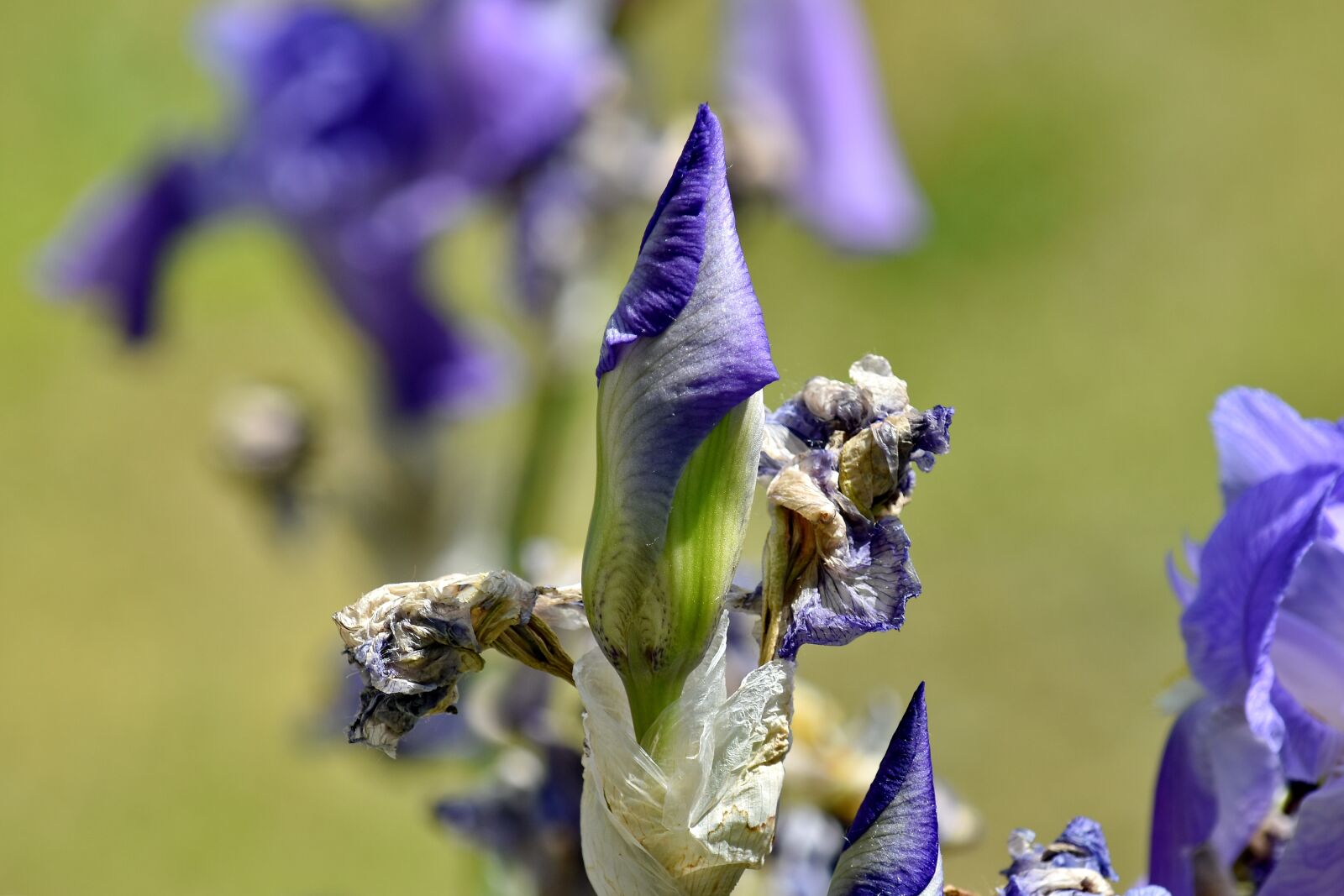 Nikon D5500 sample photo. Close-up, dry, dry season photography