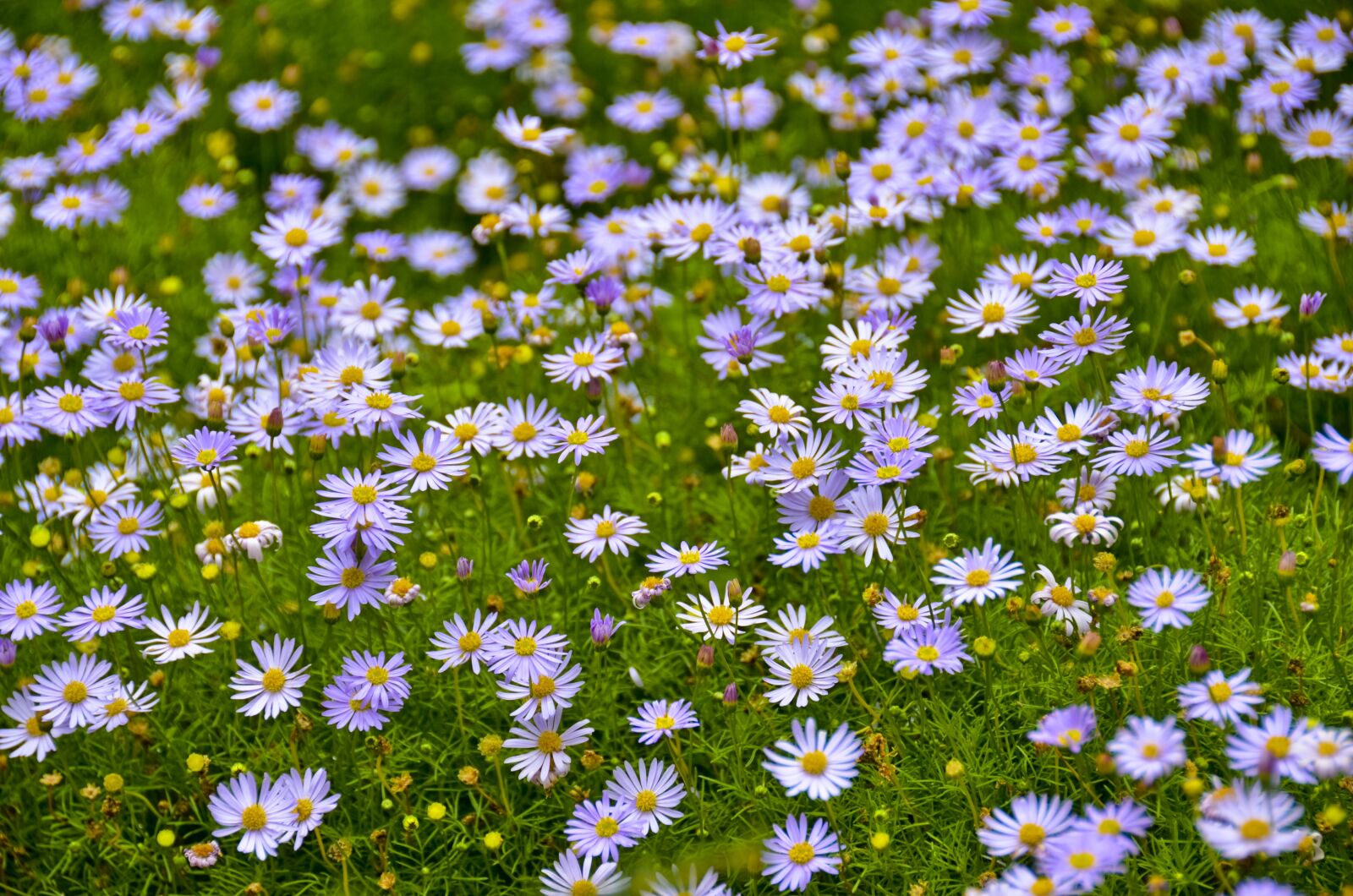 Nikon D7000 sample photo. Flower, bloom, blossom photography