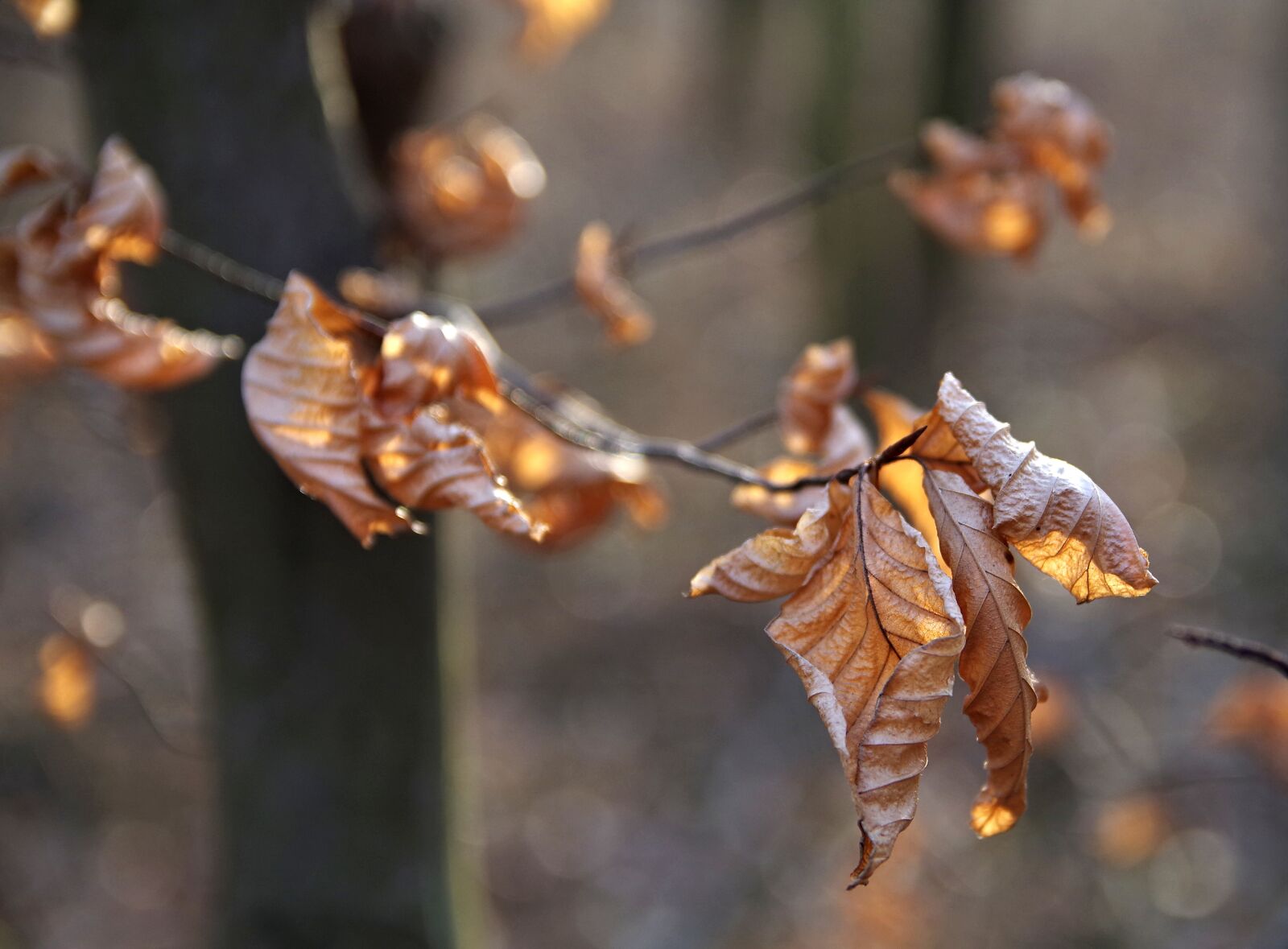 Pentax K-S2 sample photo. Dry leaves, autumn, early photography