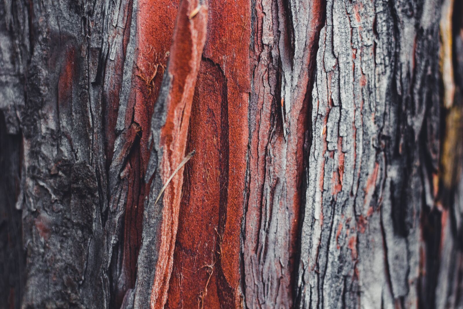 Canon EOS 100D (EOS Rebel SL1 / EOS Kiss X7) + Canon EF 50mm F1.8 STM sample photo. Tree, trunk, bark photography