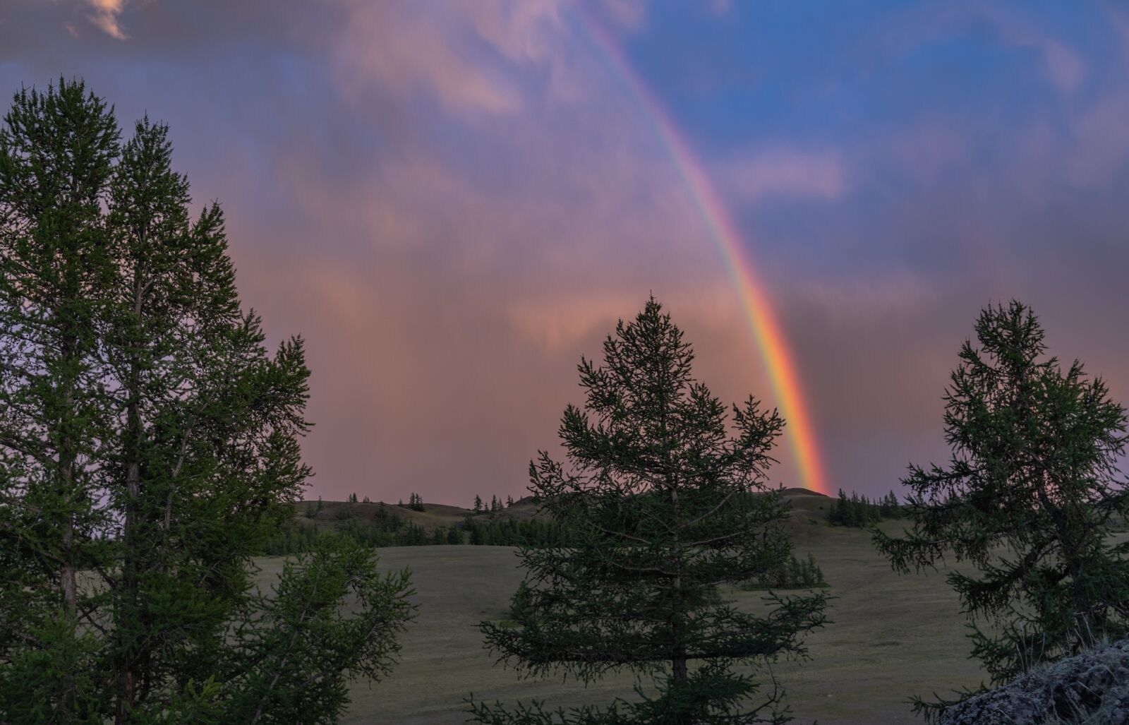 Nikon D750 sample photo. Tree, rainbow, colorful photography