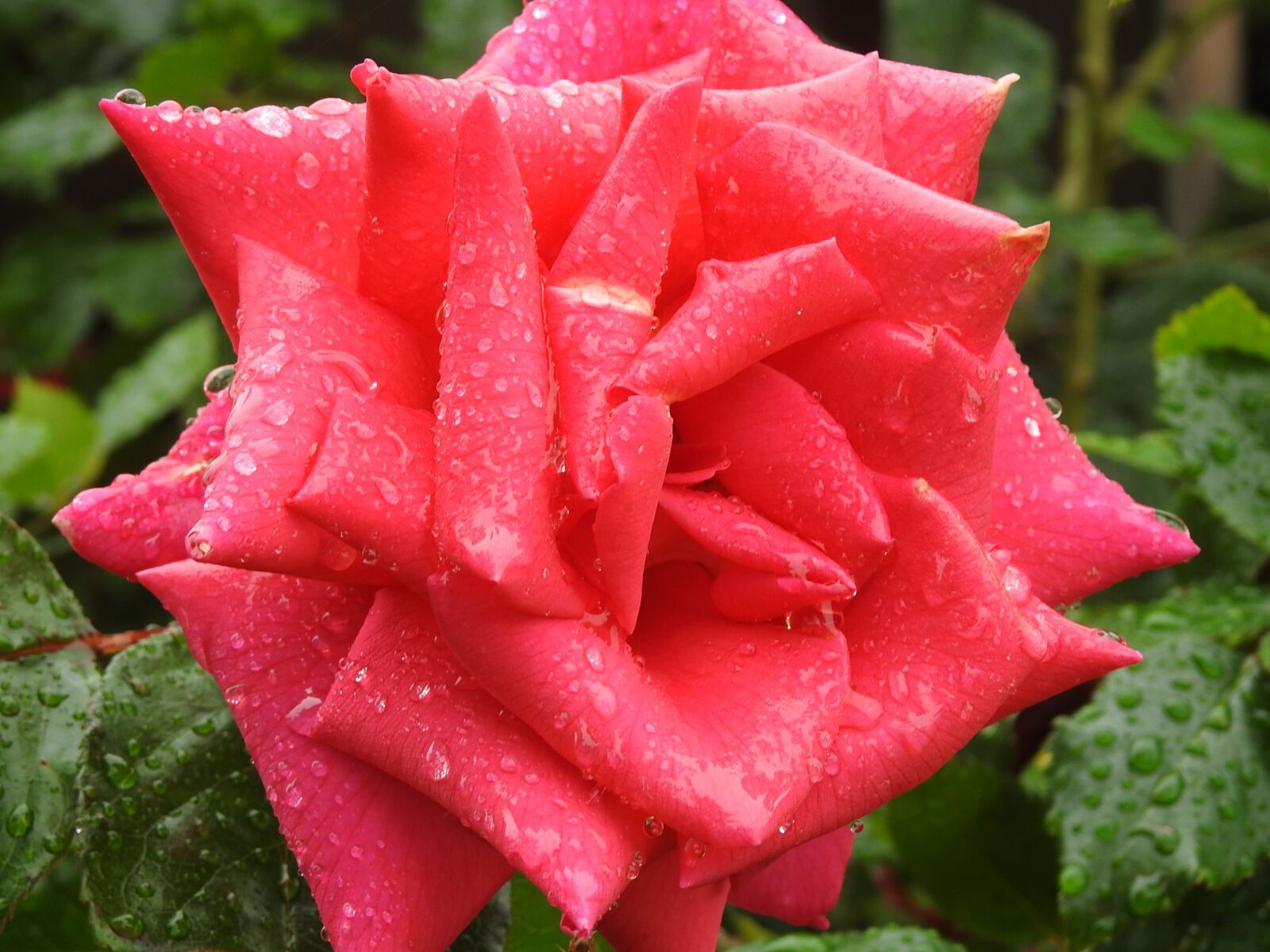 Nikon Coolpix P900 sample photo. Pink, drops of water photography