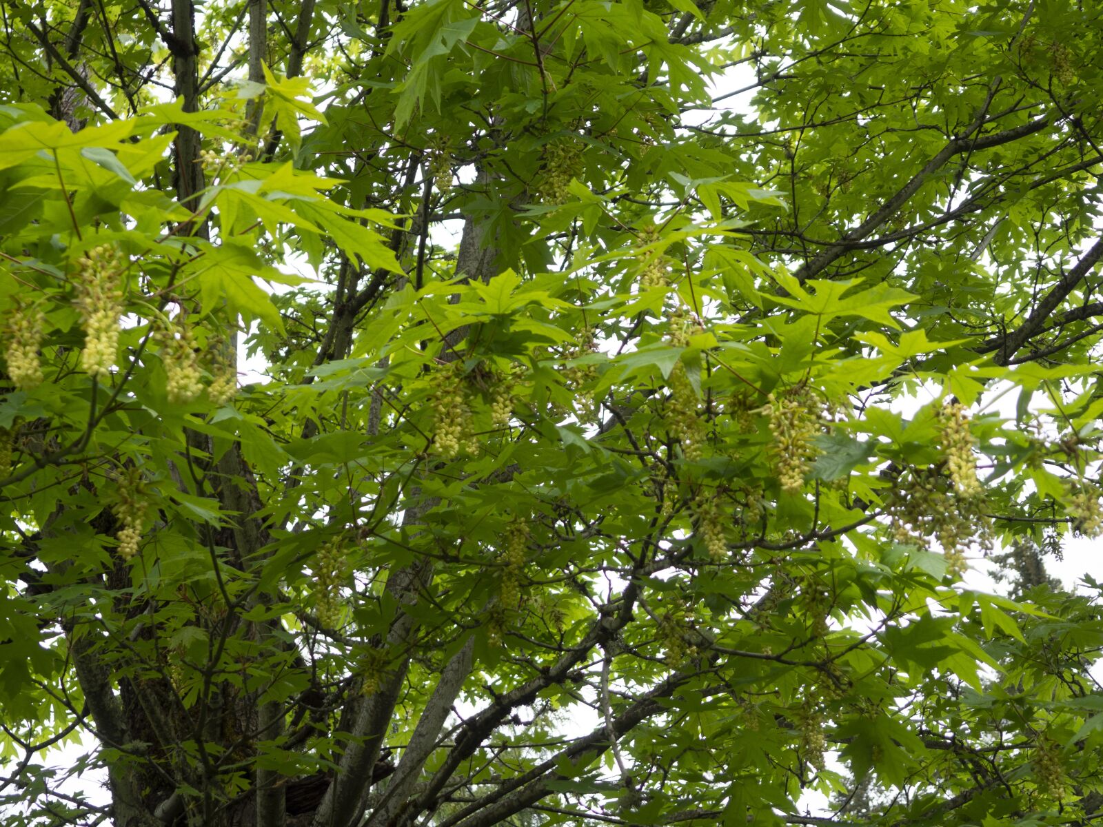 Olympus OM-D E-M10 II sample photo. Maple, pollen, blossom photography