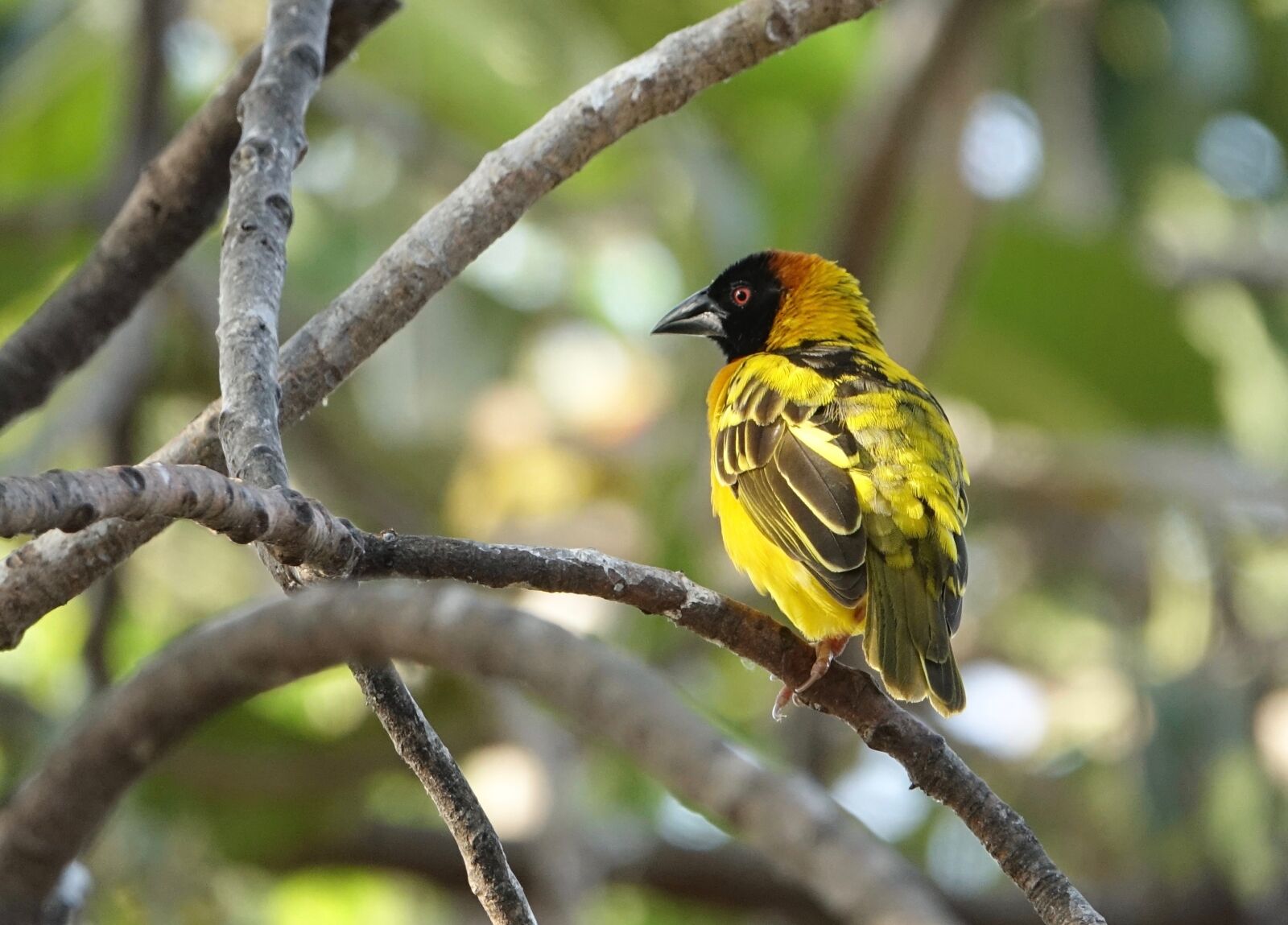 Sony Cyber-shot DSC-RX10 III sample photo. Wildlife, bird, nature photography