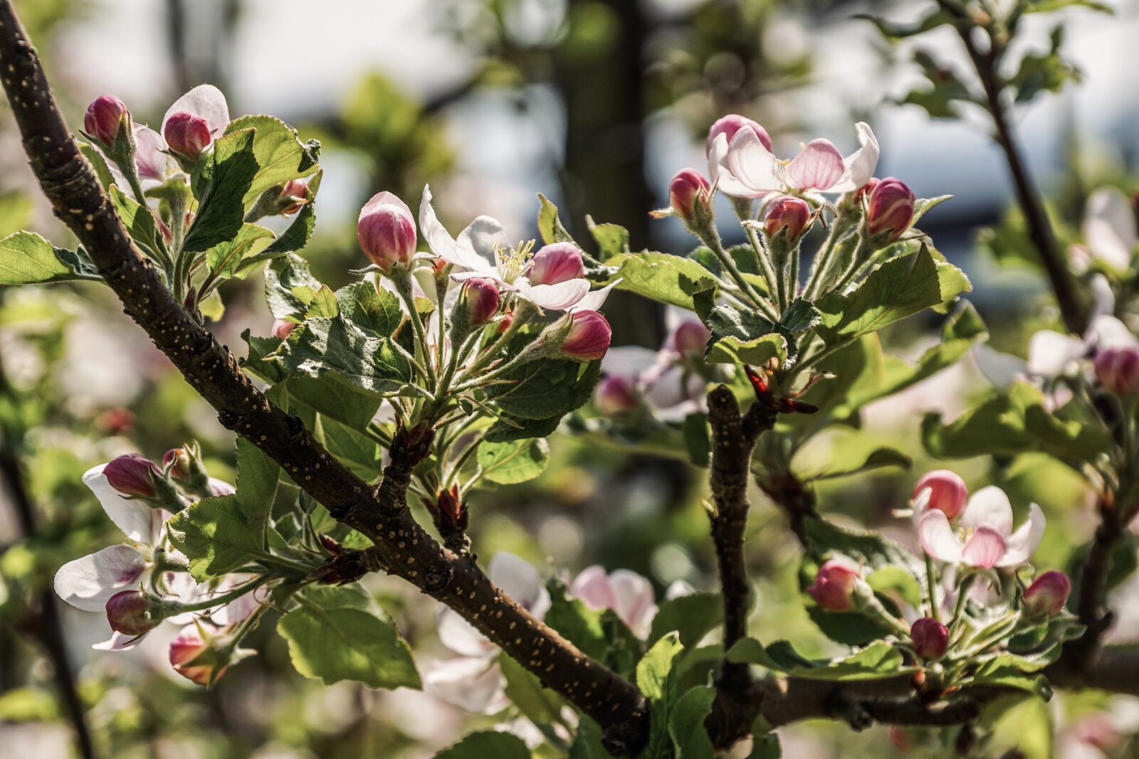 Sony DT 18-135mm F3.5-5.6 SAM sample photo. Apple blossom, branch, apple photography
