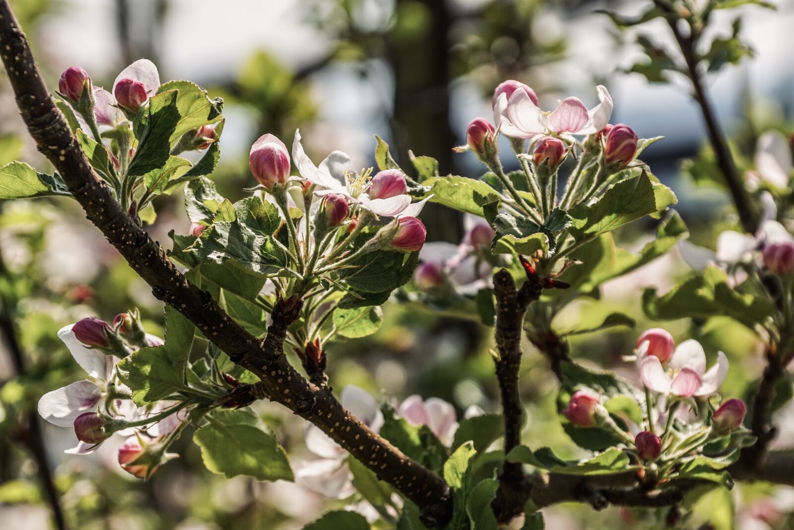 Sony ILCA-77M2 + Sony DT 18-135mm F3.5-5.6 SAM sample photo. Apple blossom, branch, apple photography