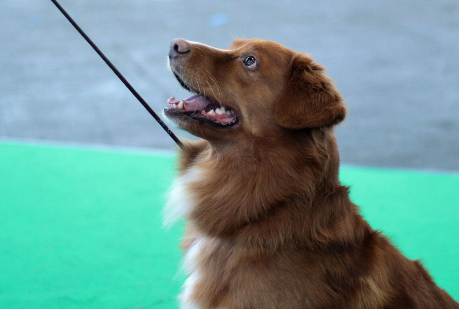 Canon EOS 600D (Rebel EOS T3i / EOS Kiss X5) + Canon EF 50mm F1.8 STM sample photo. Dog-photography, portrait, concentration photography
