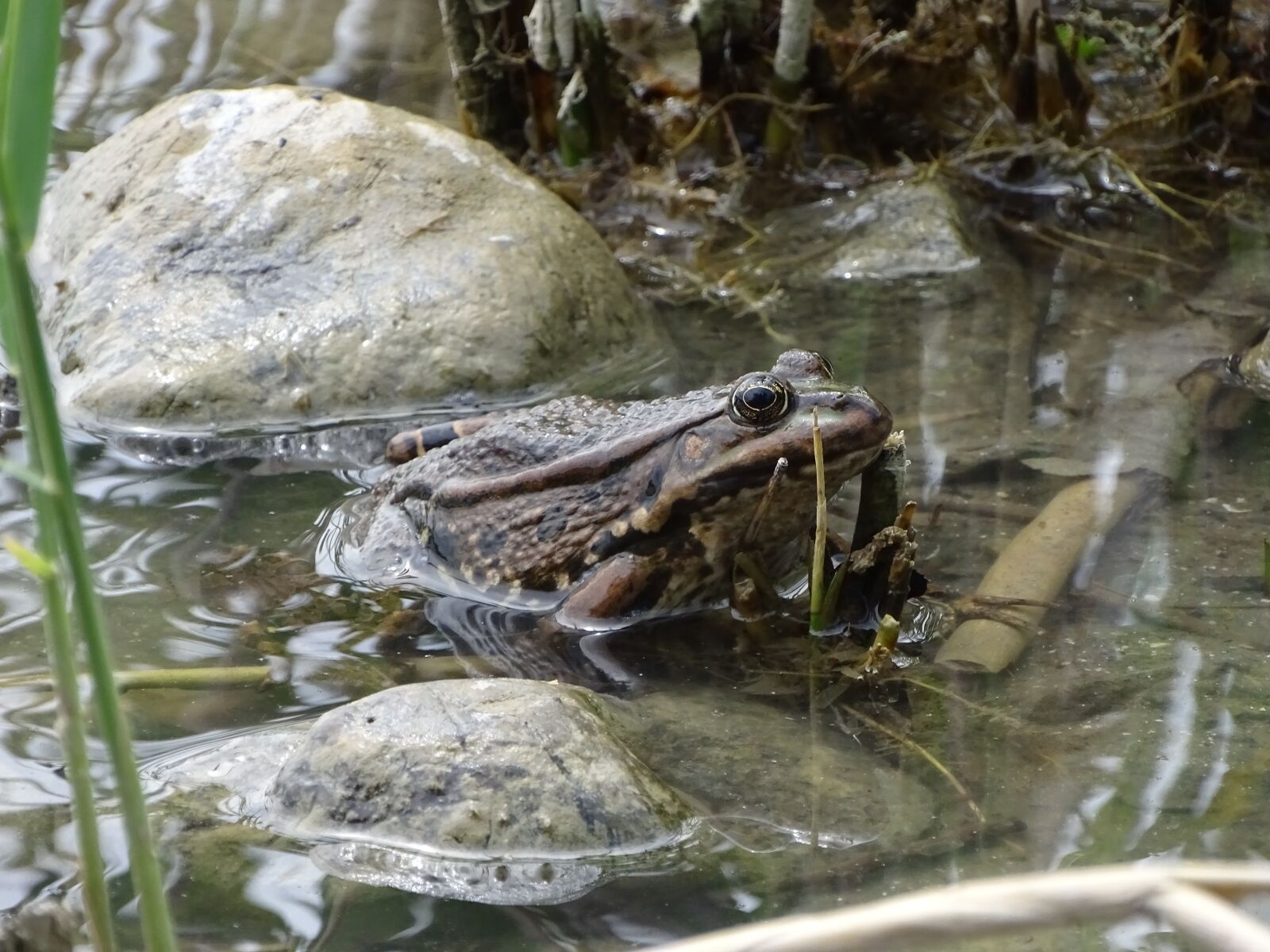 Sony Cyber-shot DSC-HX400V sample photo. žaba, toad, detailed photography