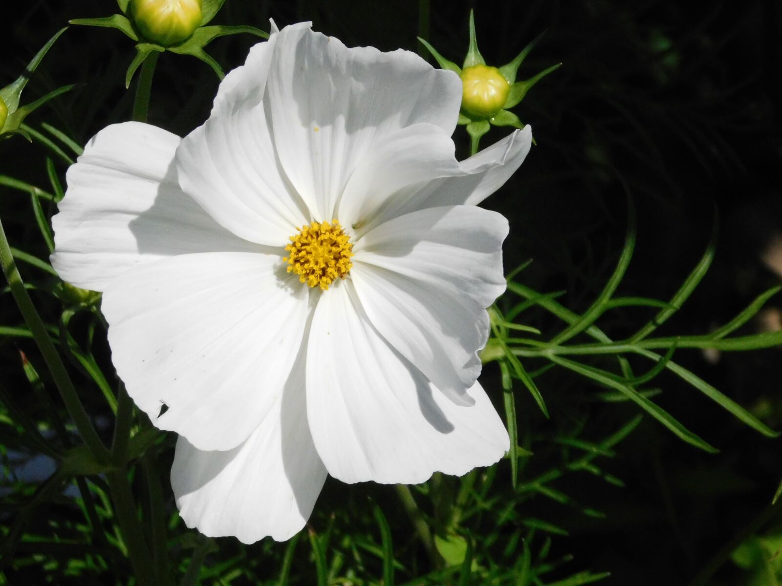 Nikon Coolpix B500 sample photo. Cosmos flower, white, plant photography
