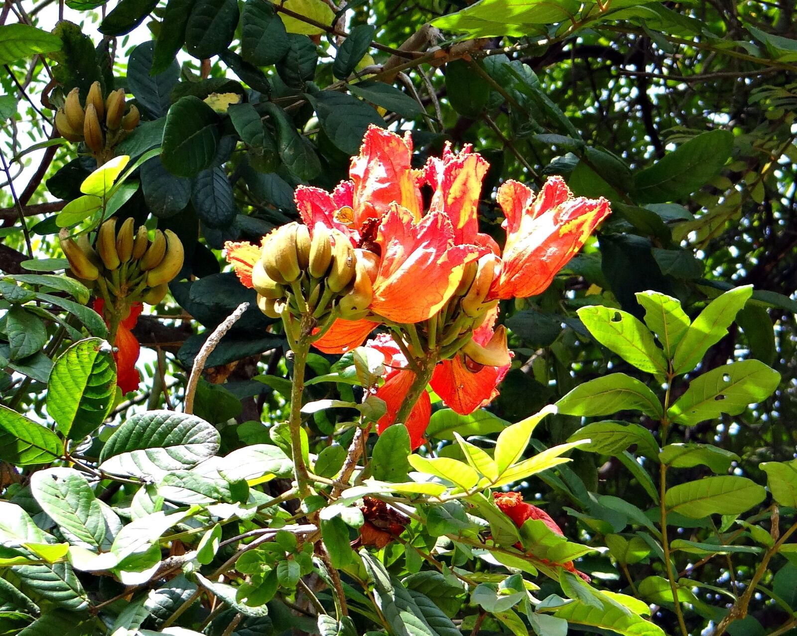 Sony DSC-HX200V sample photo. African tulip, fountain tree photography