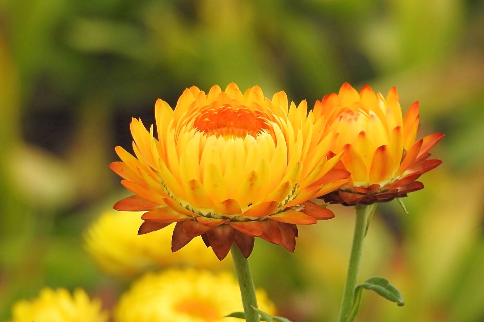 Nikon Coolpix P900 sample photo. Straw flowers, composites, helichrysum photography