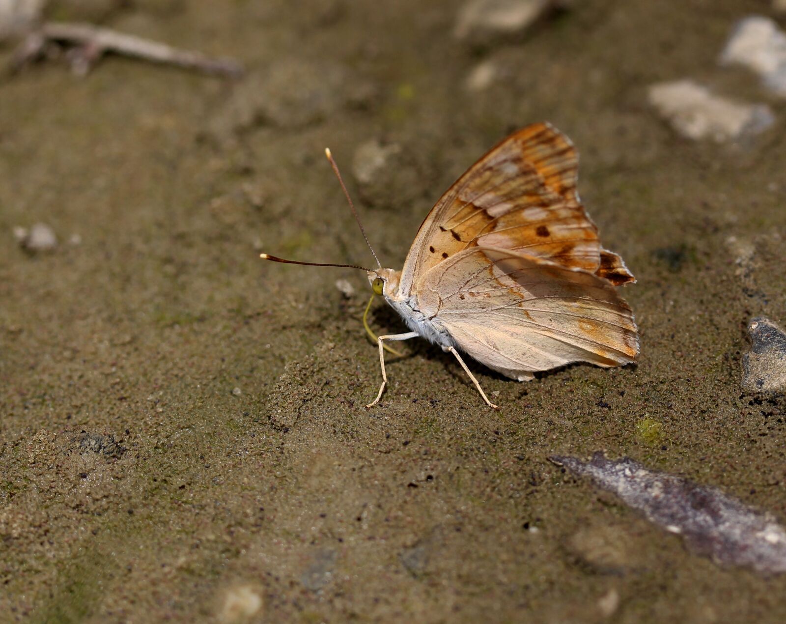 Canon EF-S 60mm F2.8 Macro USM sample photo. Butterfly, brown, insecta photography
