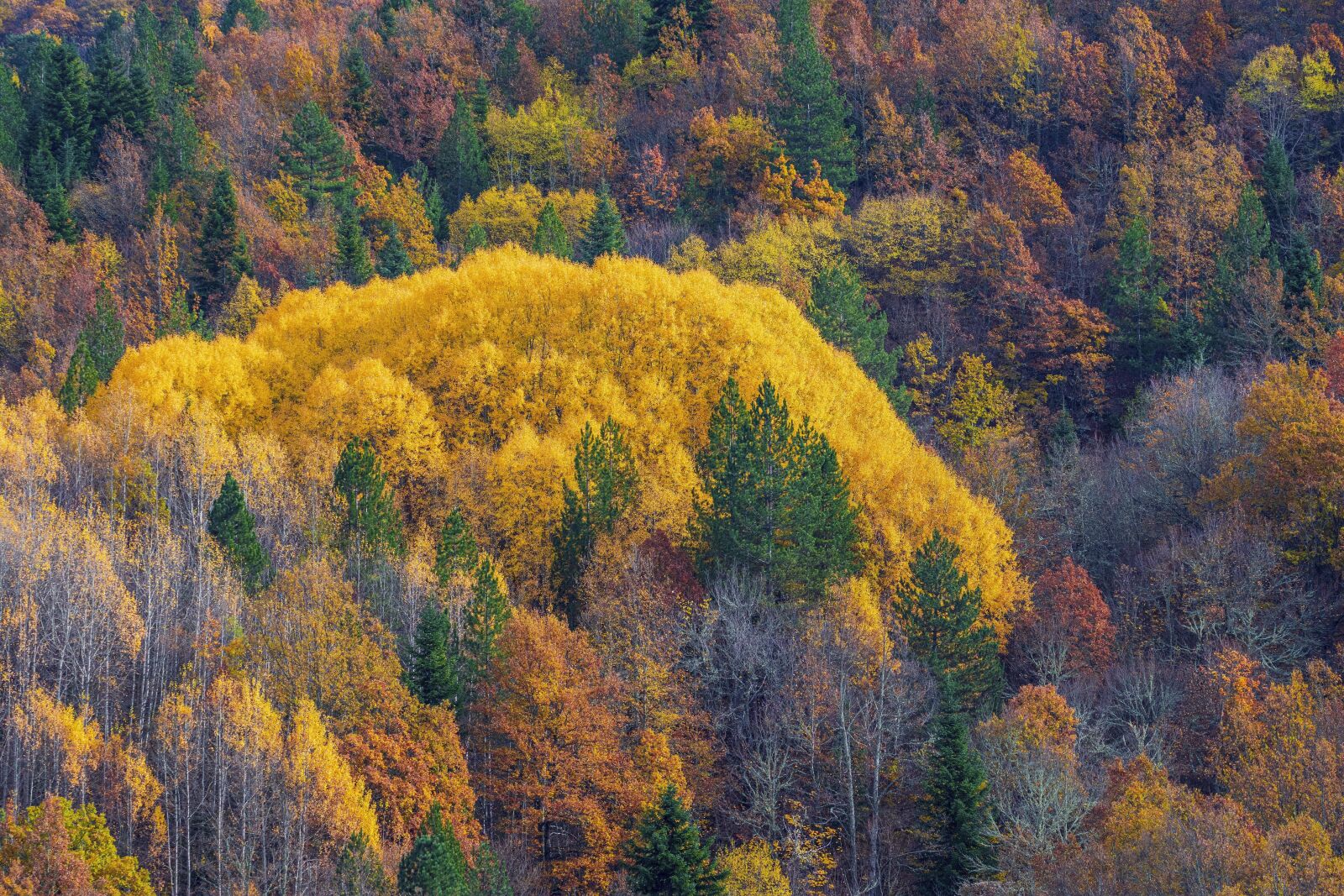 Nikon D7200 sample photo. Autumn, nature, forest photography