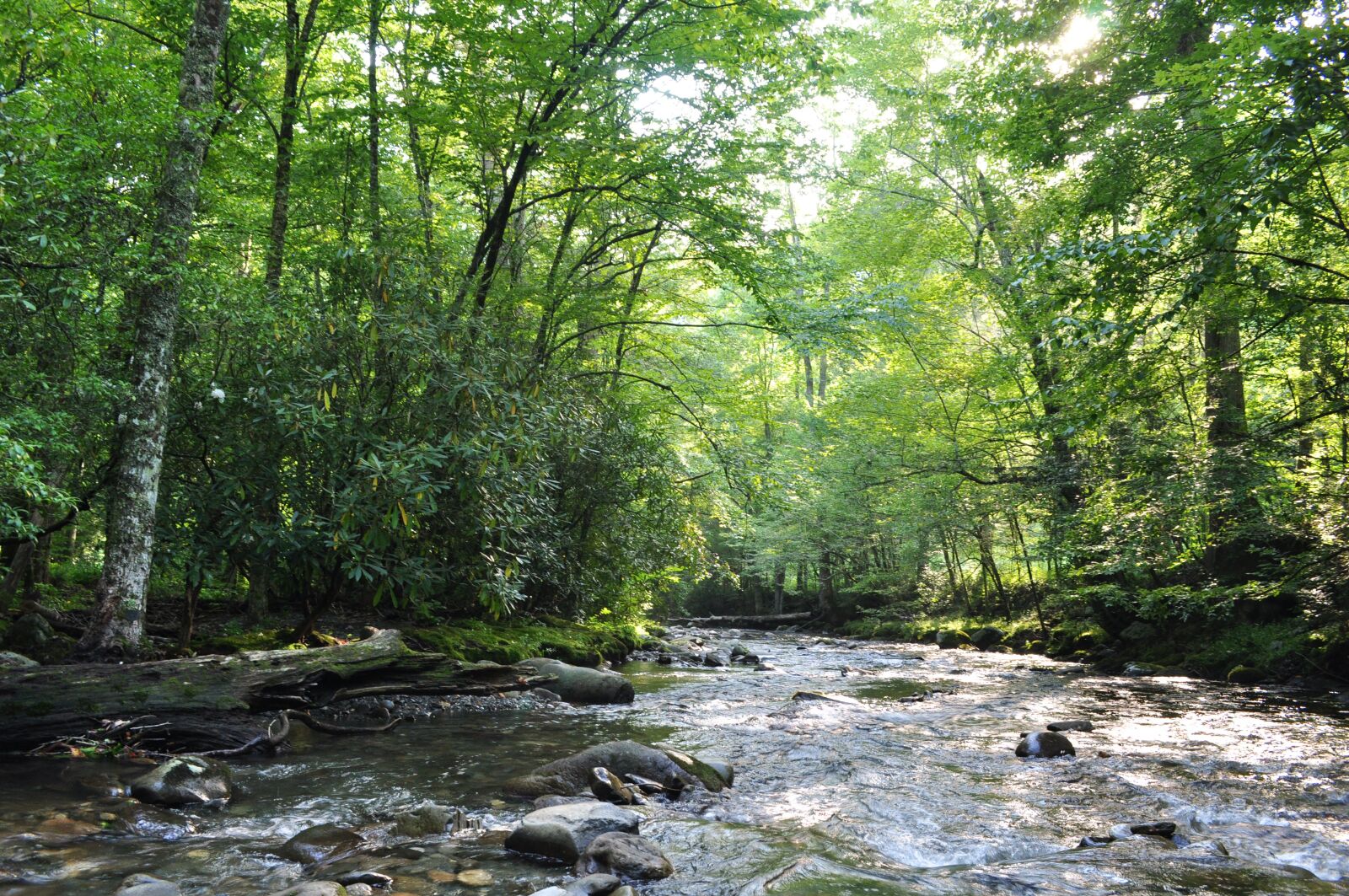 Nikon D90 sample photo. Forest, river, nature photography
