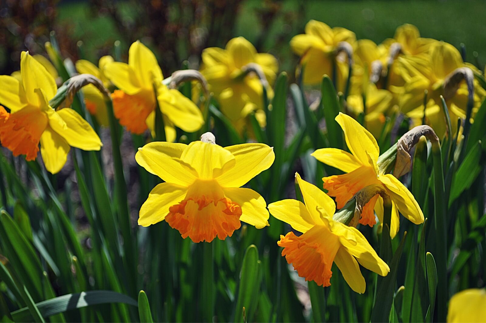Nikon D5000 sample photo. Flowers, daffodils, spring photography