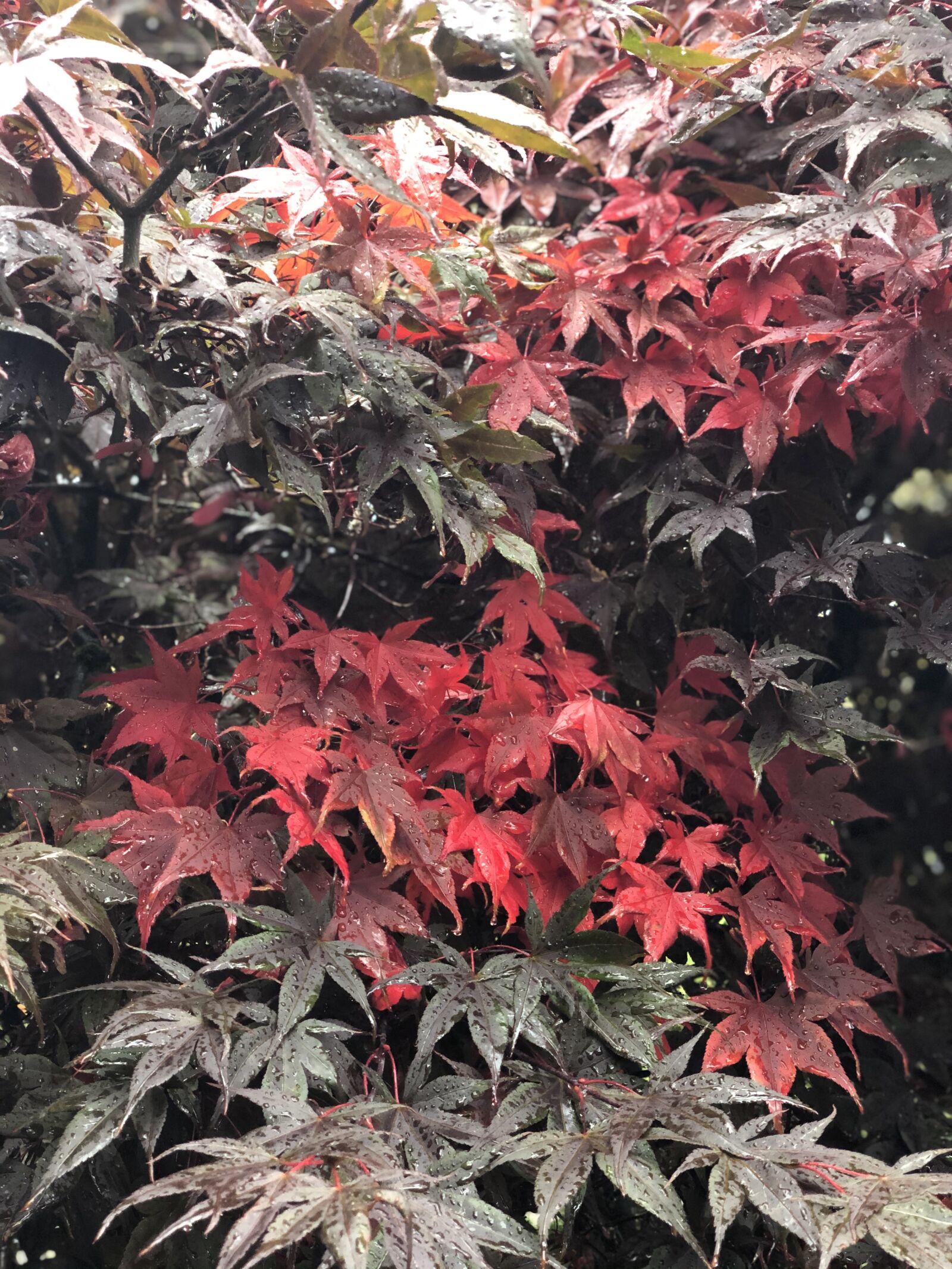 iPhone X back dual camera 6mm f/2.4 sample photo. Canada, bc, port moody photography