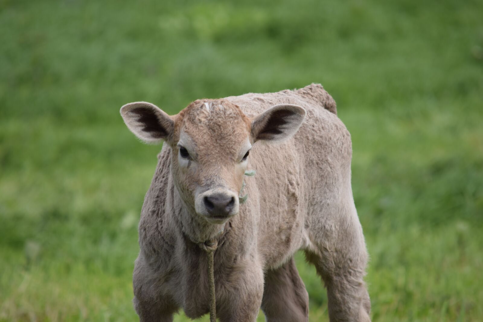 Nikon D3300 sample photo. Calf, cow, cattle photography