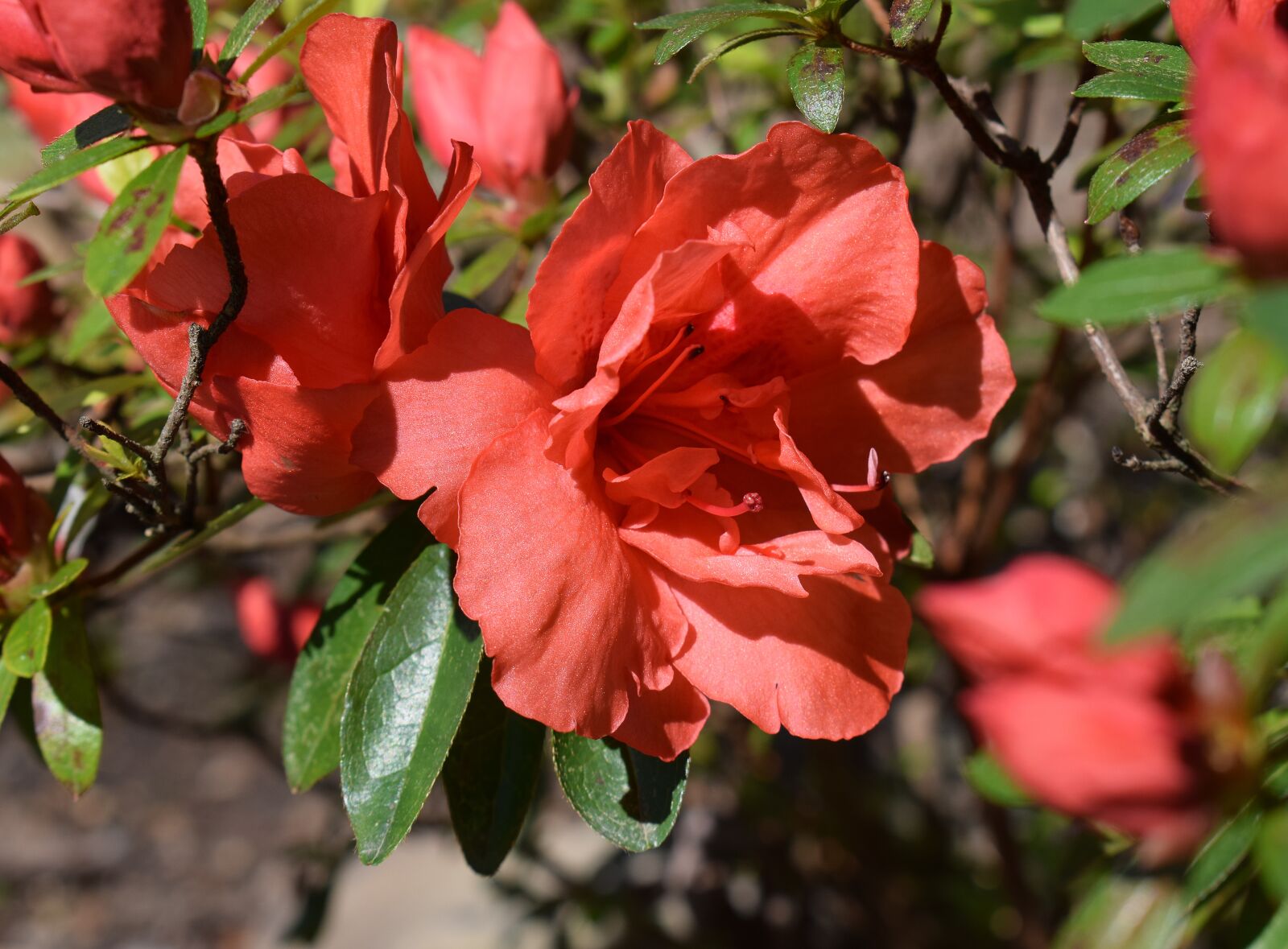 Nikon D3300 sample photo. Orange azalea, azalea, flower photography