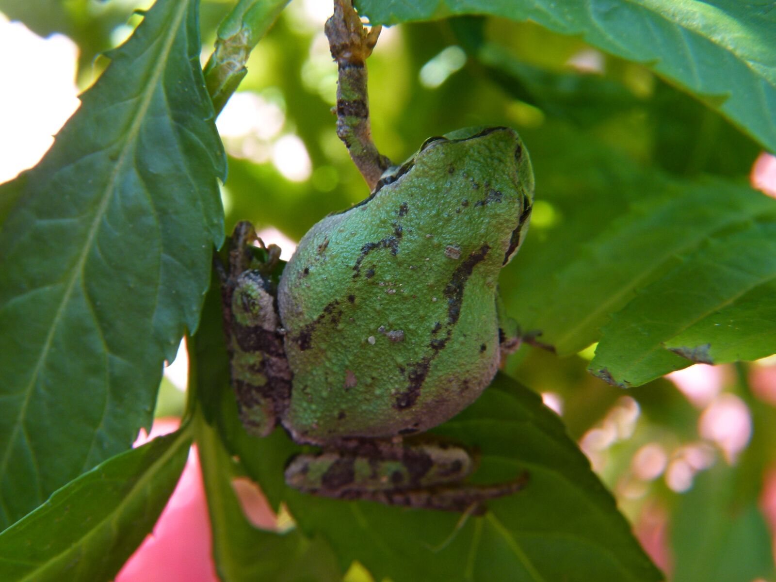 Panasonic Lumix DMC-FZ100 sample photo. Green, tree frog, frog photography