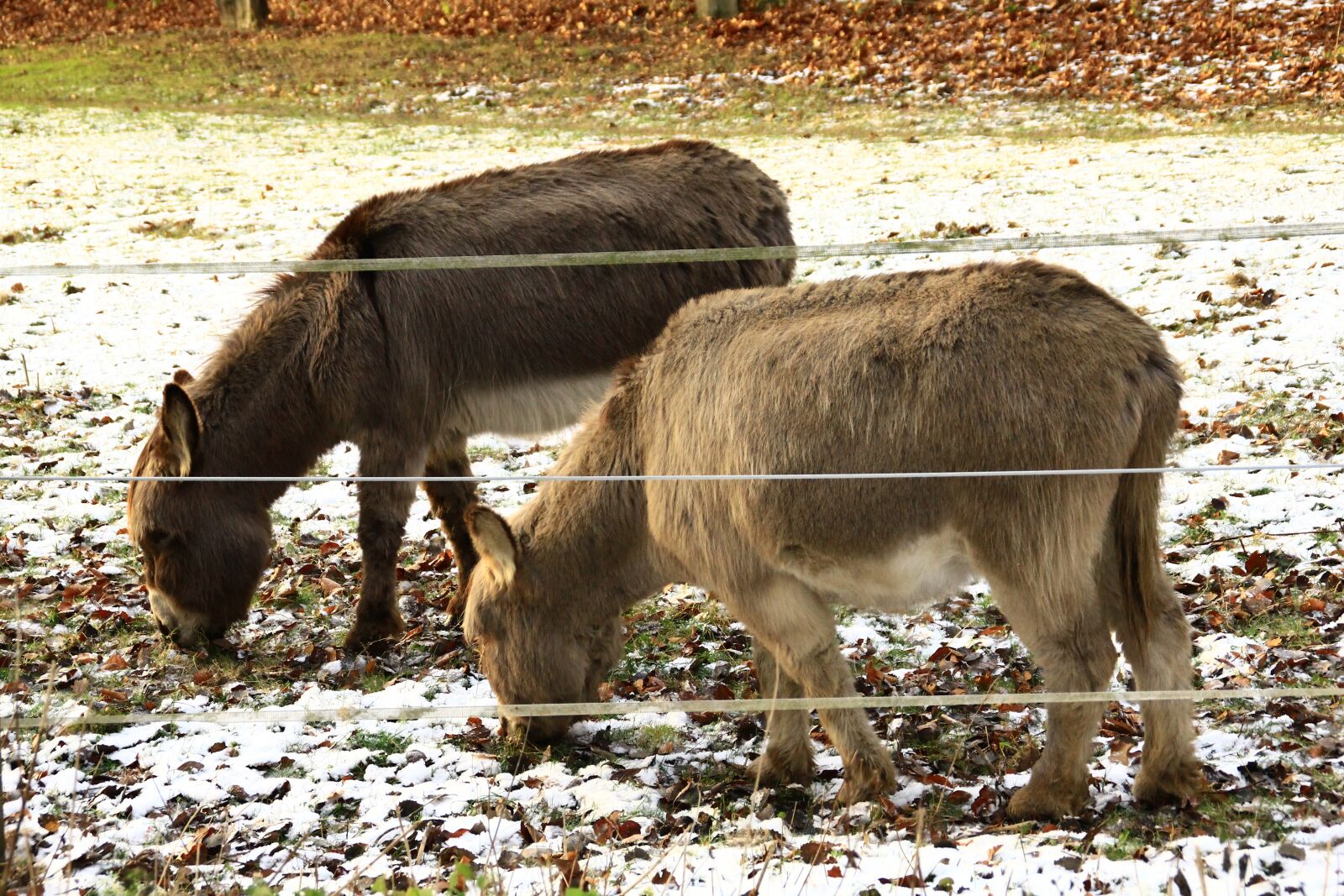 Canon EOS 550D (EOS Rebel T2i / EOS Kiss X4) sample photo. Donkey, winter, animals photography