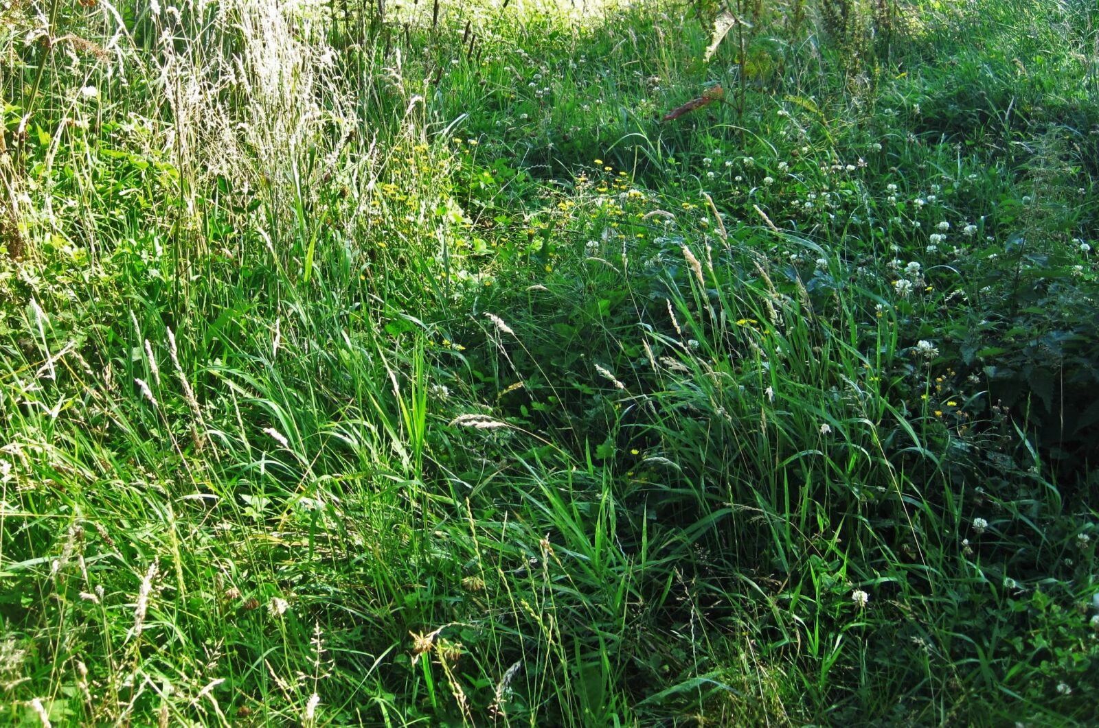 Canon PowerShot SD1200 IS (Digital IXUS 95 IS / IXY Digital 110 IS) sample photo. Summer meadow, wild meadow photography