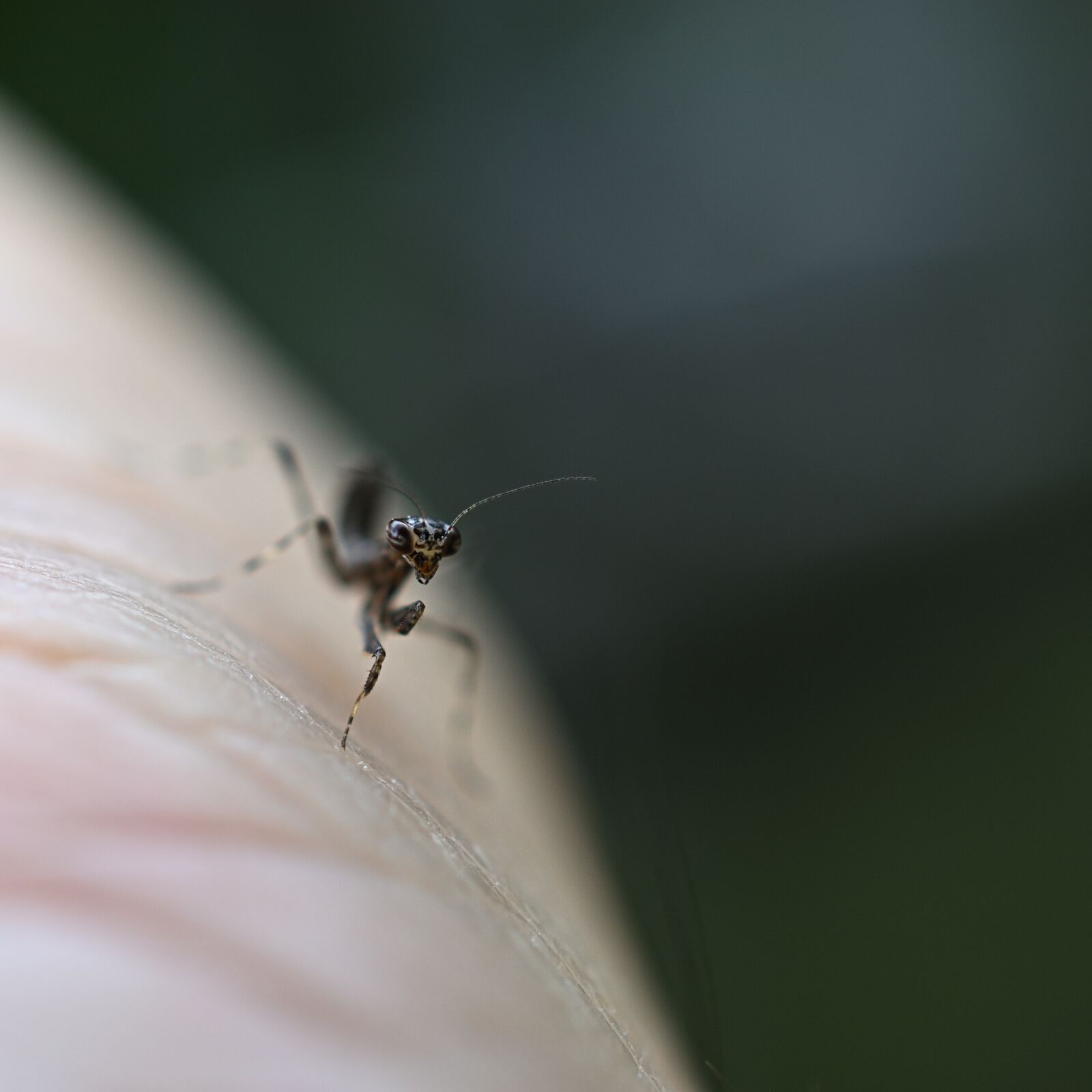 Nikon D3500 sample photo. Mantis, brown, black photography
