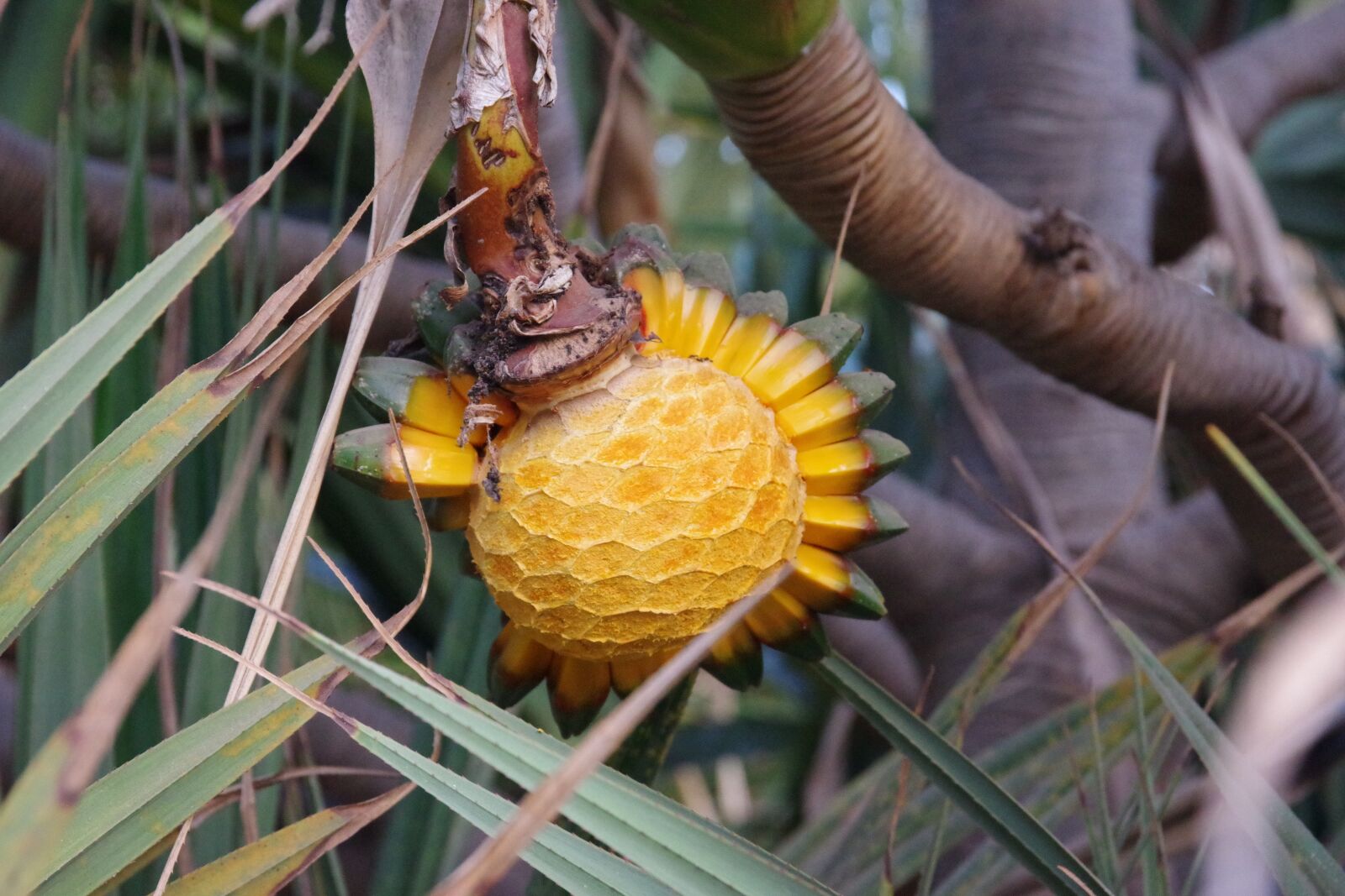 Pentax K-70 sample photo. Pandanus, common screwpine, fruit photography
