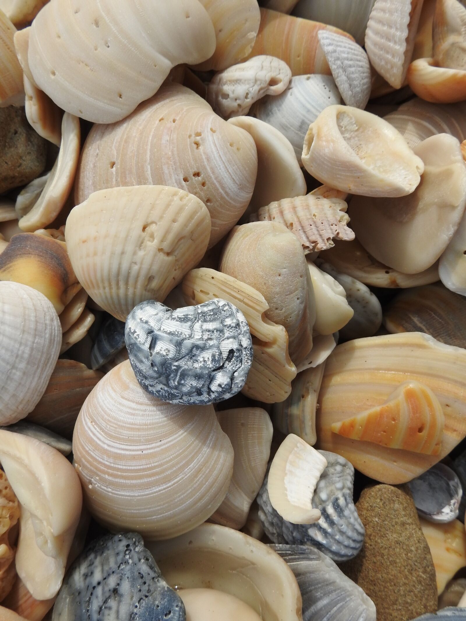 Nikon Coolpix P900 sample photo. Seashells, beach, shells photography