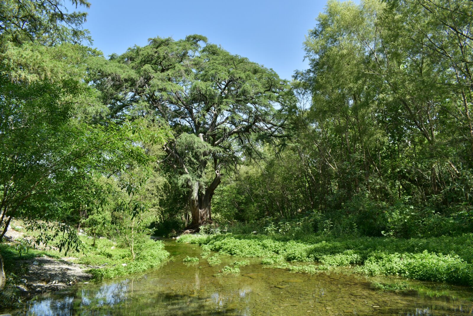 Nikon D5600 sample photo. Landscape, river, nature photography
