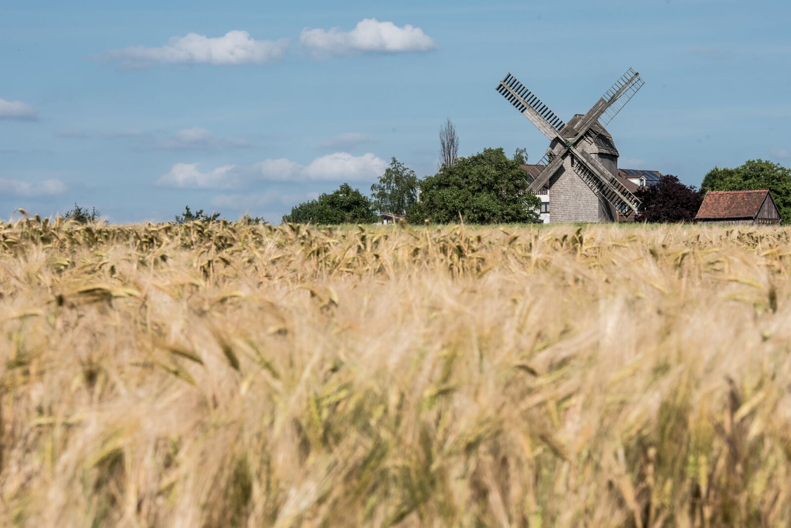 Nikon D750 sample photo. Summer, field, nature photography