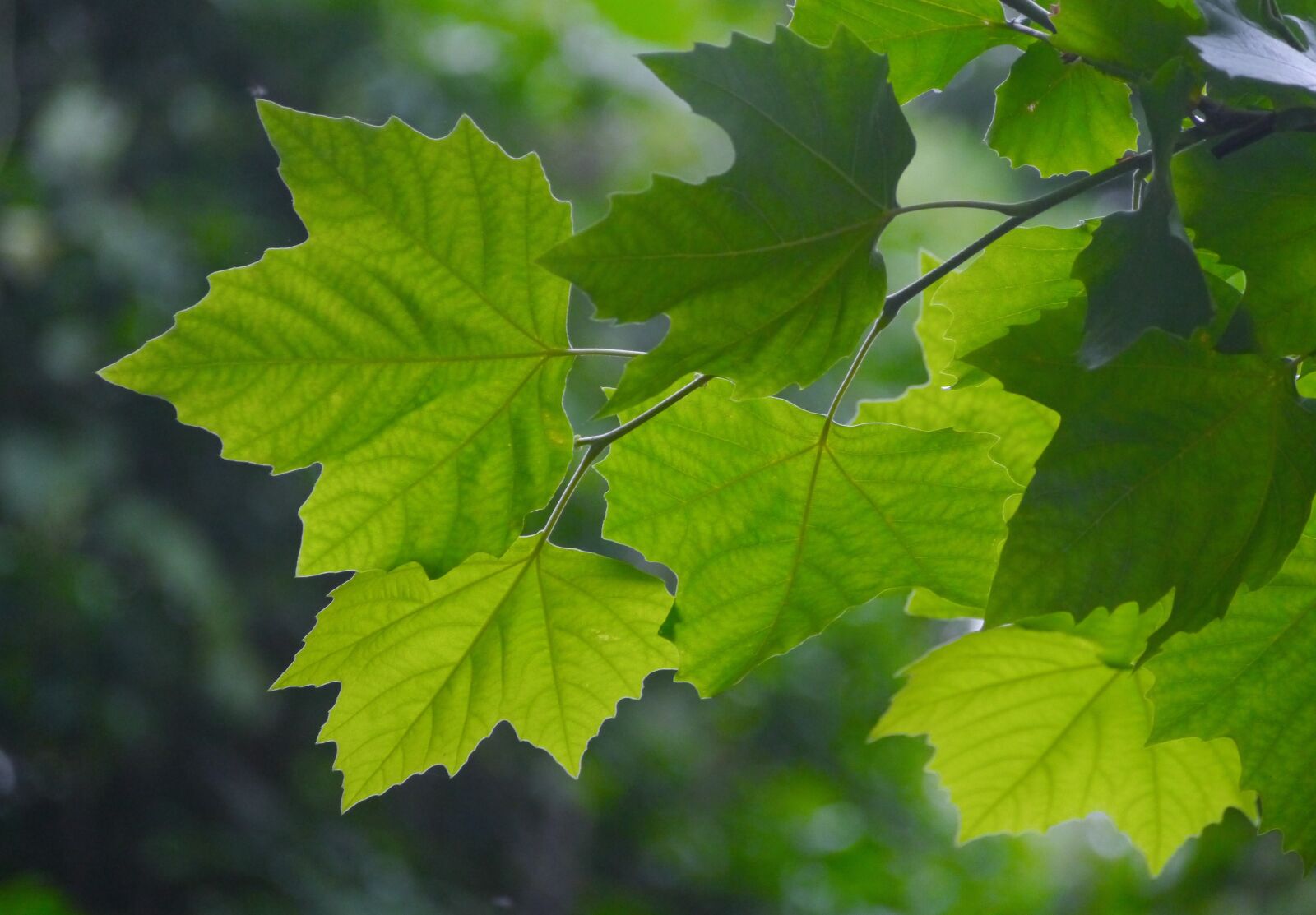 Panasonic Lumix DMC-GX1 sample photo. Acer mono, itaya-kaede, maple photography