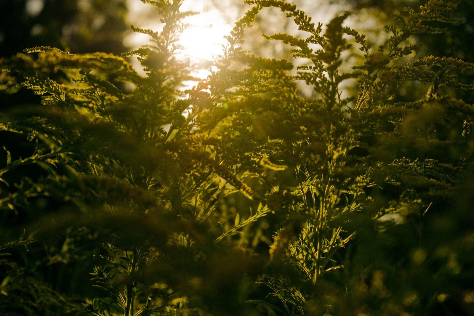 Nikon D3300 sample photo. Nature, sun, summer photography