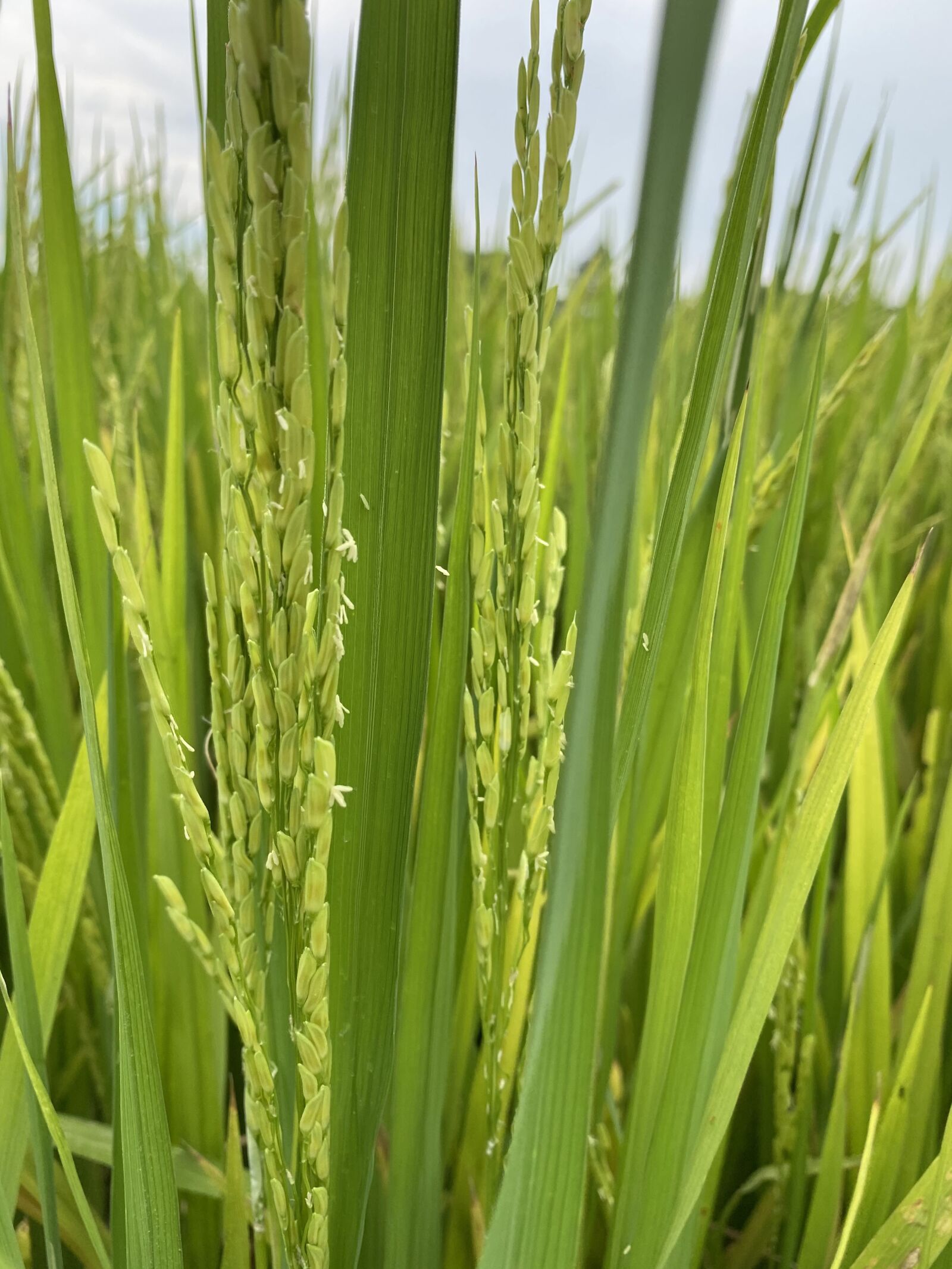 Apple iPhone 11 sample photo. Rice cotton, flowering, field photography