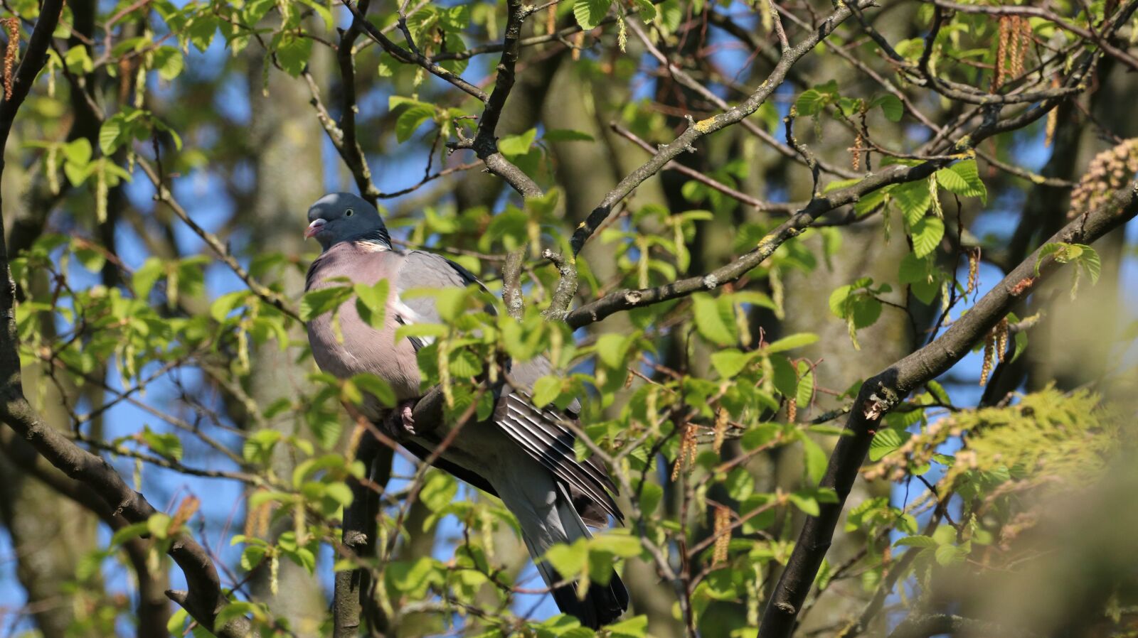 150-600mm F5-6.3 DG OS HSM | Contemporary 015 sample photo. Nature, bird, animal world photography