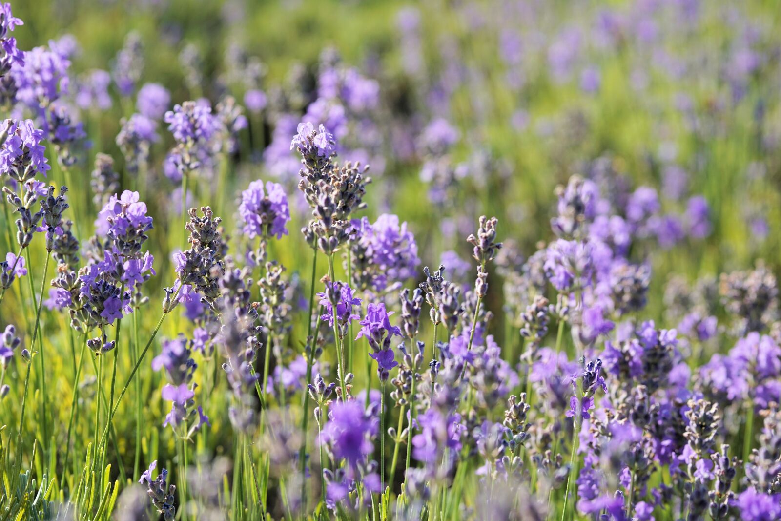 Sony a6000 + E 60mm F2.8 sample photo. Lavender, flower, blossom photography