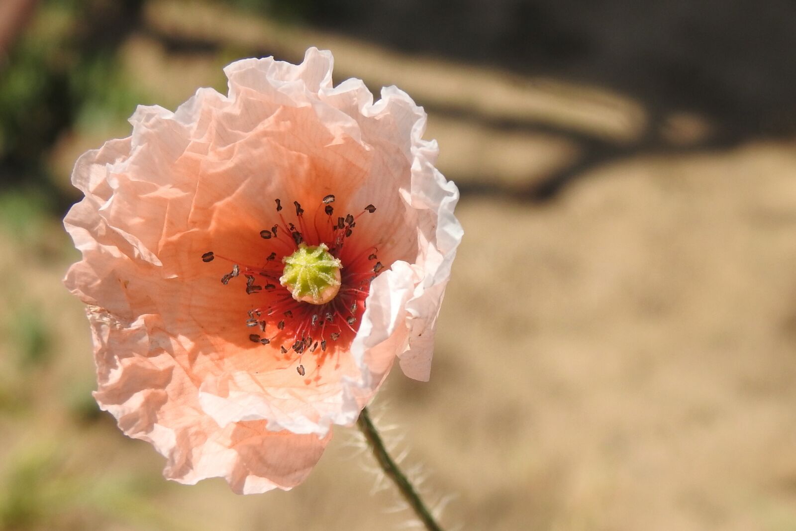 Nikon Coolpix P900 sample photo. Klatschmohn, poppy, poppy flower photography