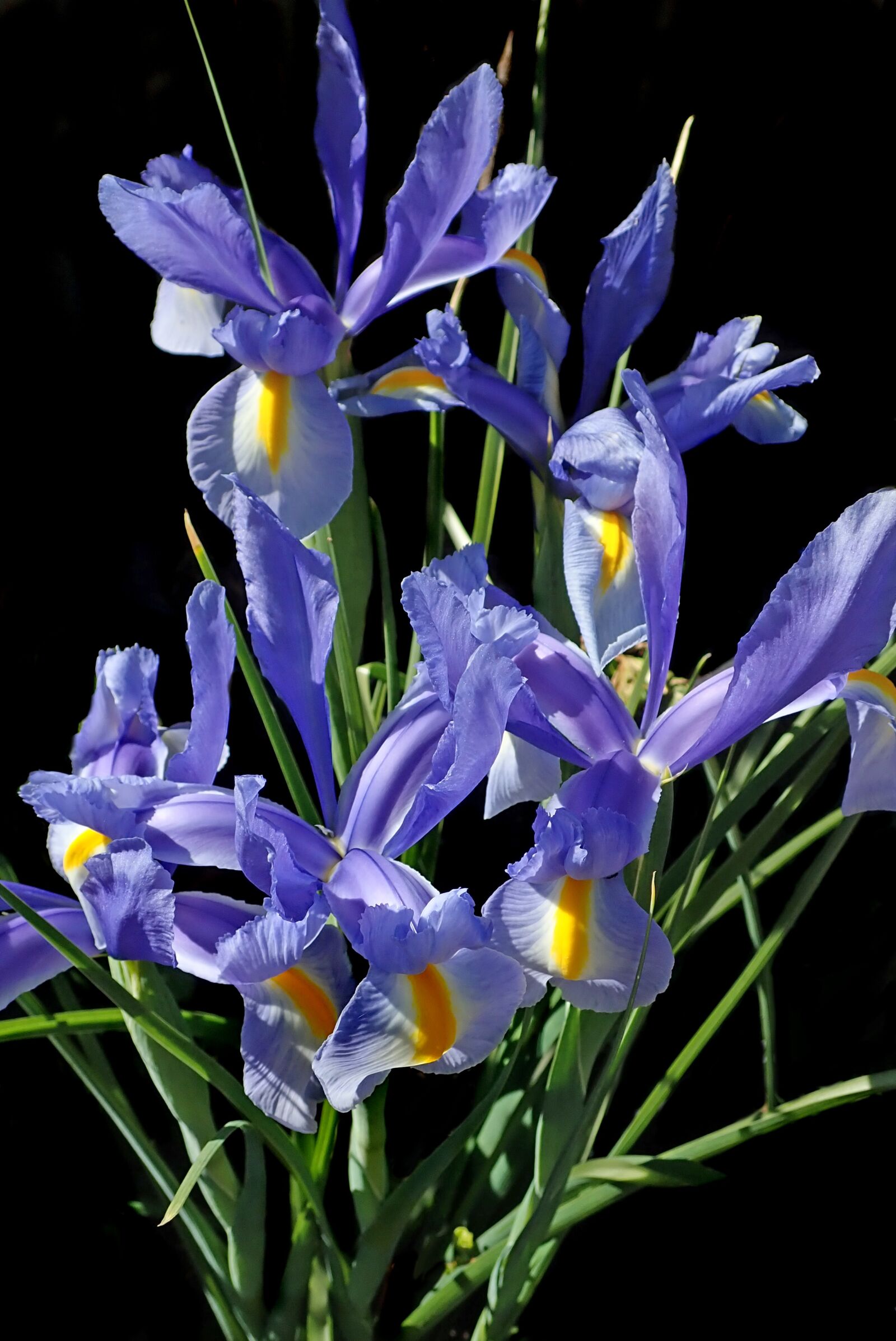 Olympus TG-5 sample photo. Flowers, blue, iris photography