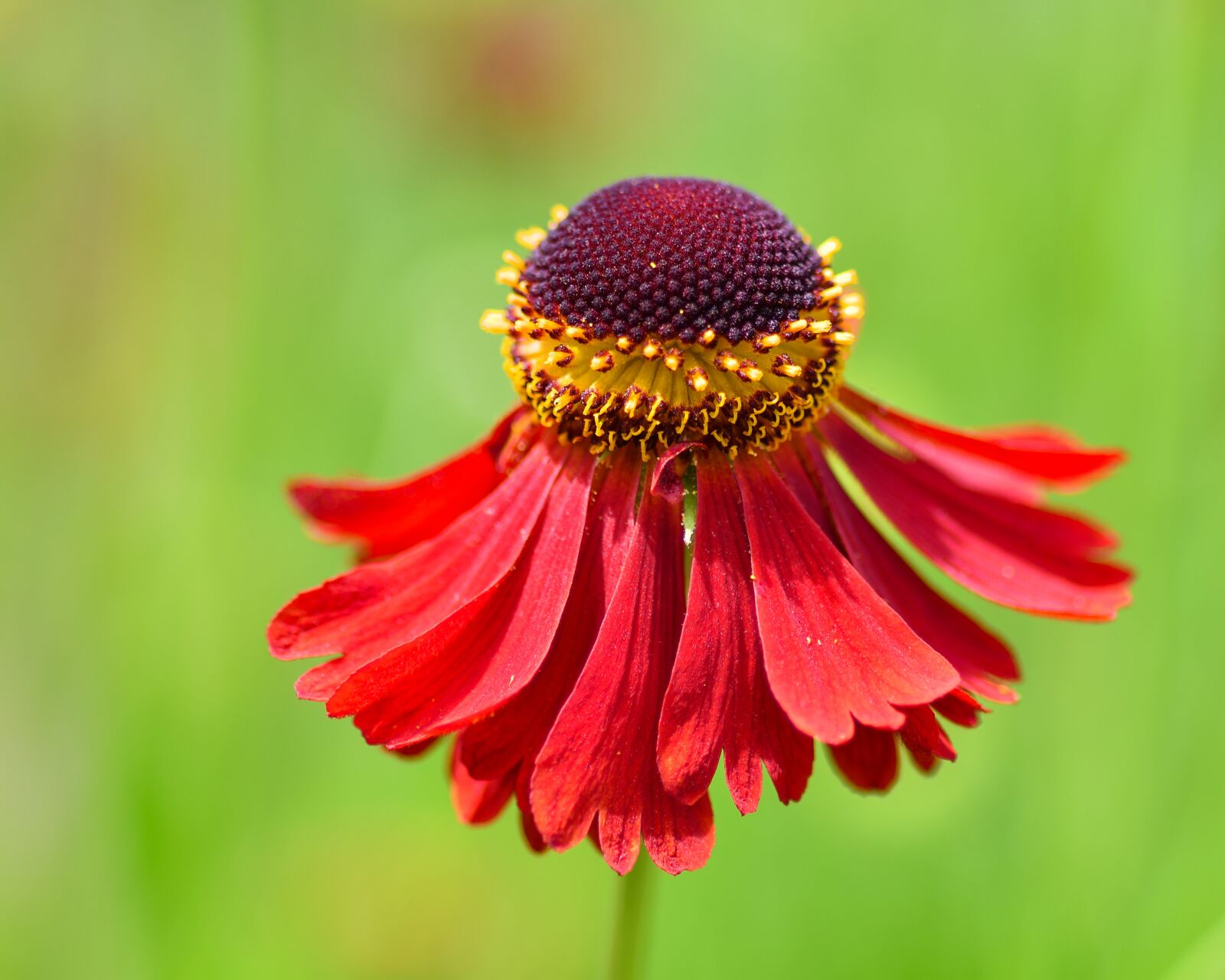 Nikon D500 sample photo. Flower, red, corolla photography