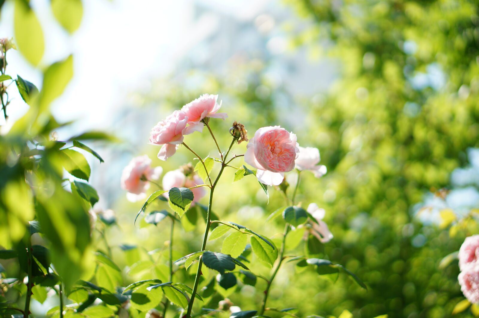 Sony Alpha NEX-5R sample photo. Nature, flowers, rose photography