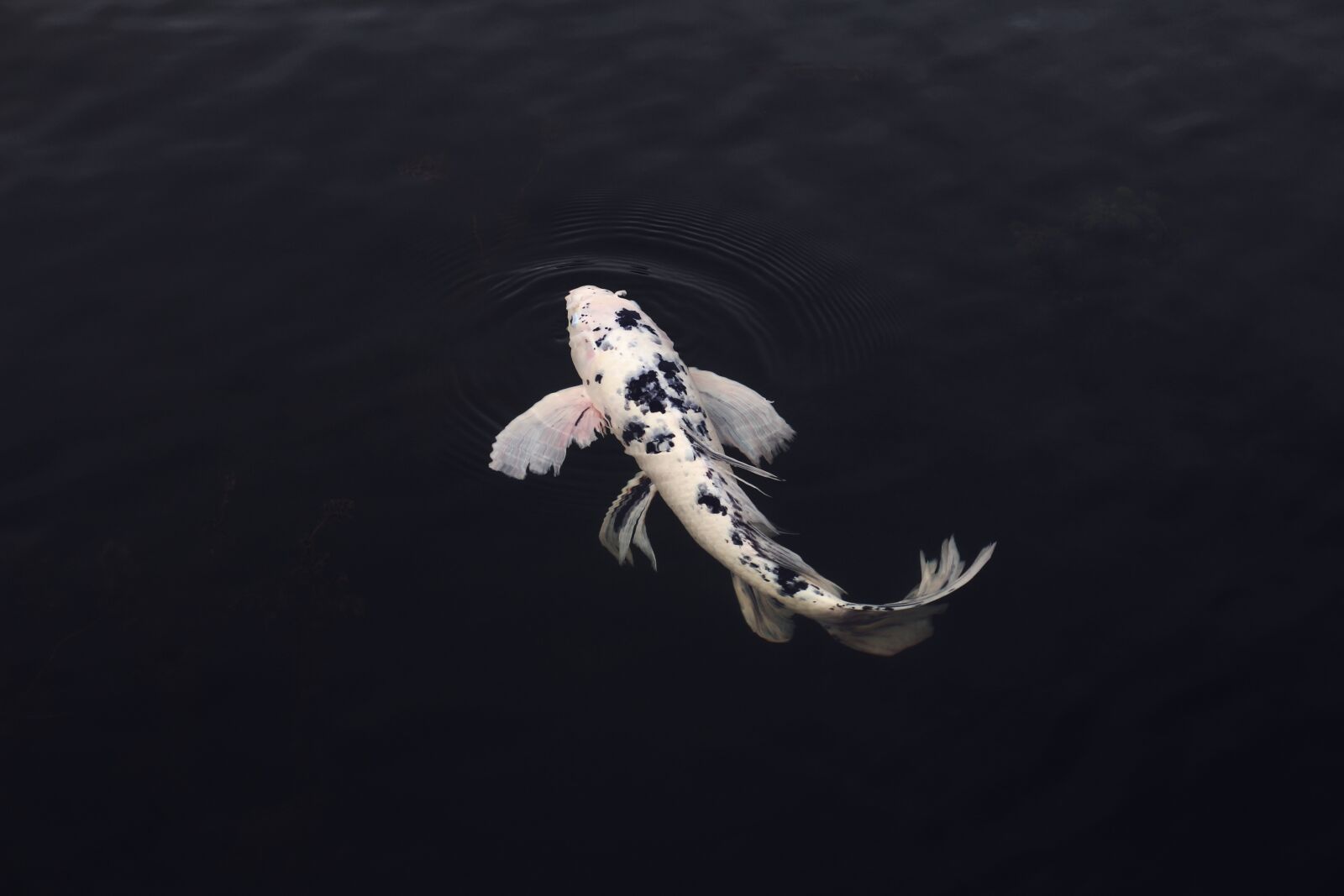 Canon EOS 700D (EOS Rebel T5i / EOS Kiss X7i) sample photo. Koi, fish, minimal photography