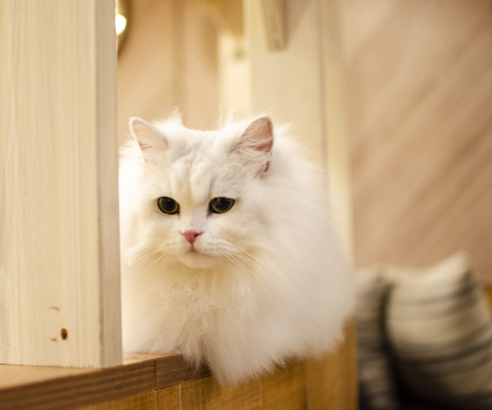Nikon D5100 sample photo. White cat, cat, kitty photography