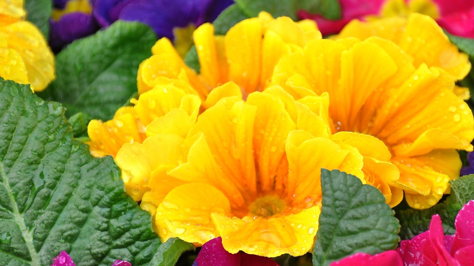 Nikon D90 sample photo. Primula, spring, spring flower photography