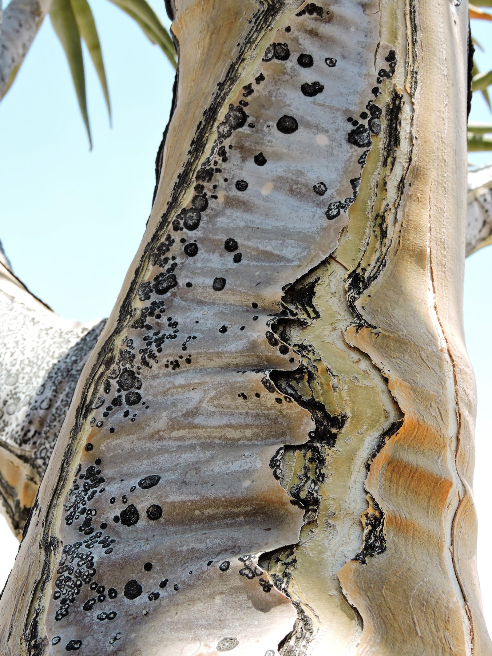 Nikon Coolpix P600 sample photo. Nature, close up, log photography